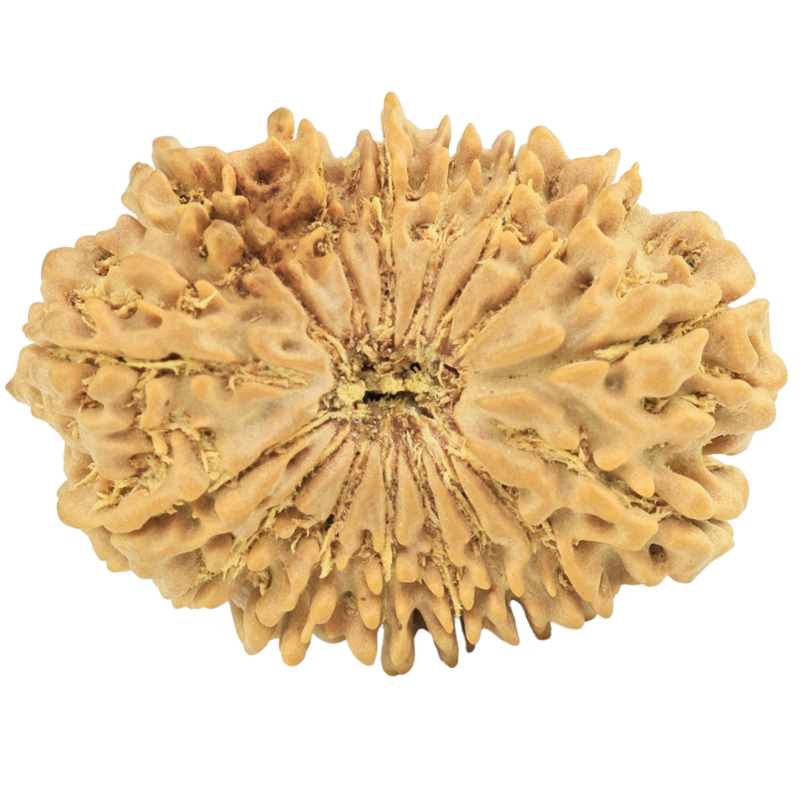 16 Mukhi Rudraksha 29.9mm 4.33gm - Rudraksha