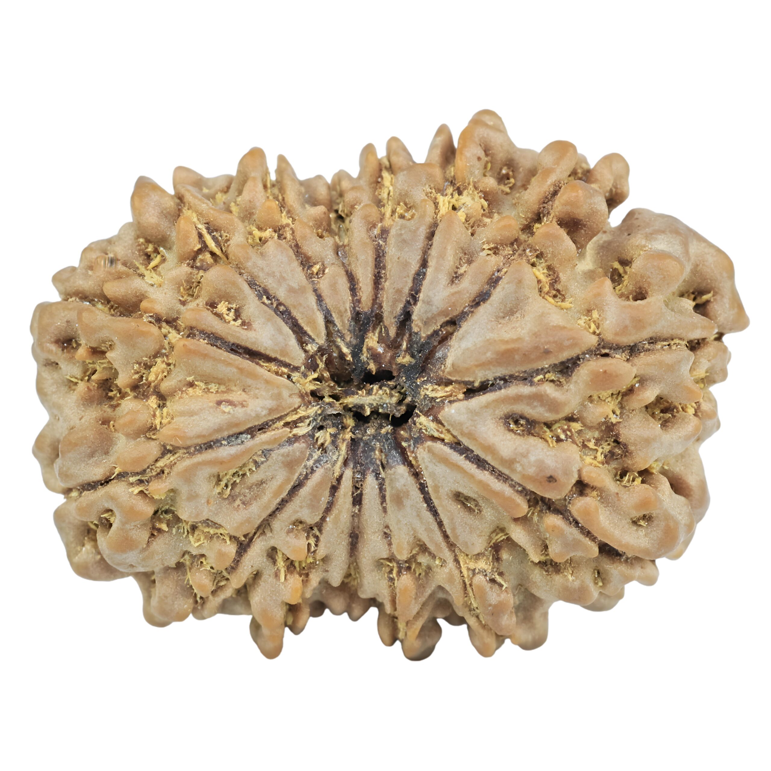 15 Mukhi Rudraksha 28.7mm 4.83gm - Rudraksha