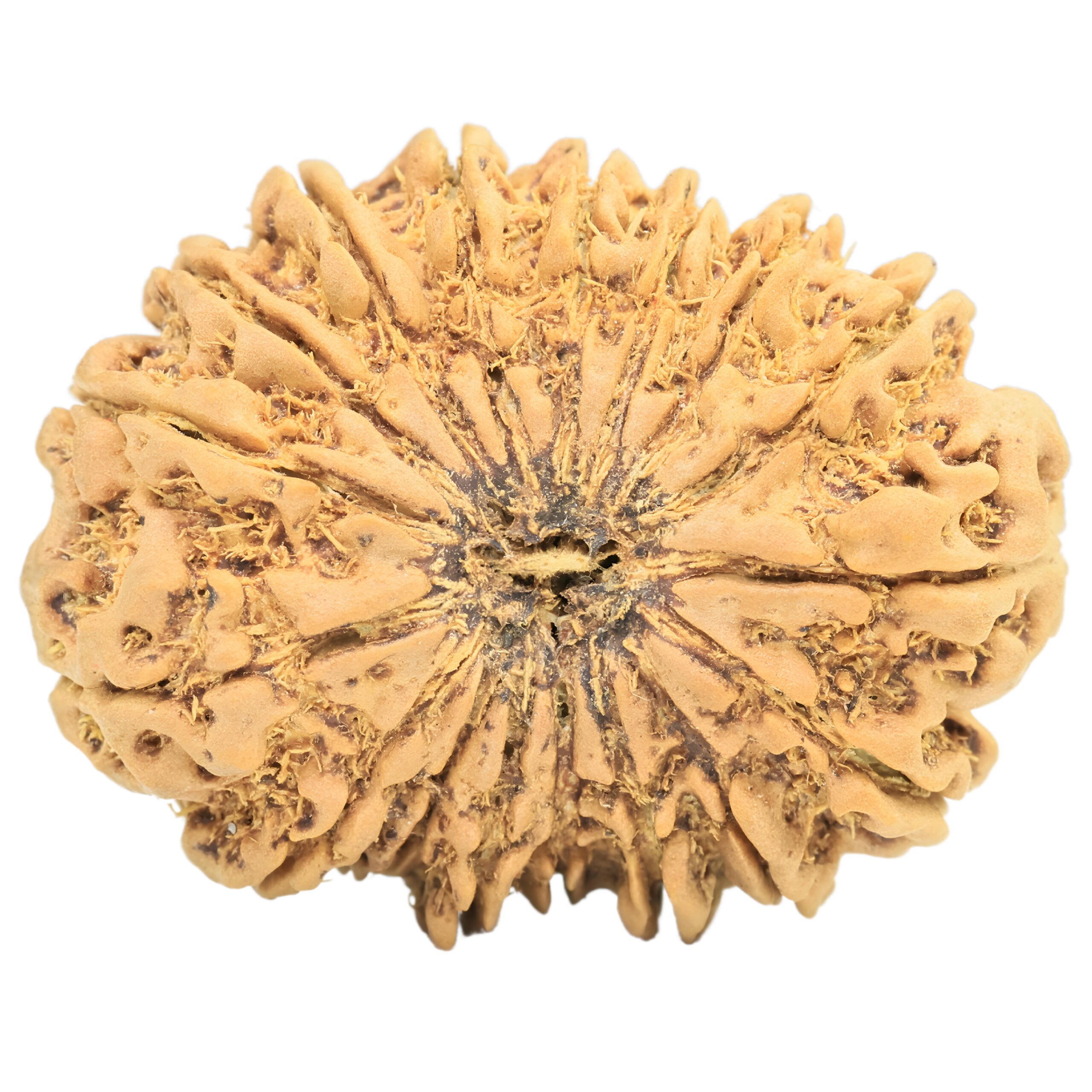 17 Mukhi Rudraksha 31.3mm 5.22gm - Rudraksha