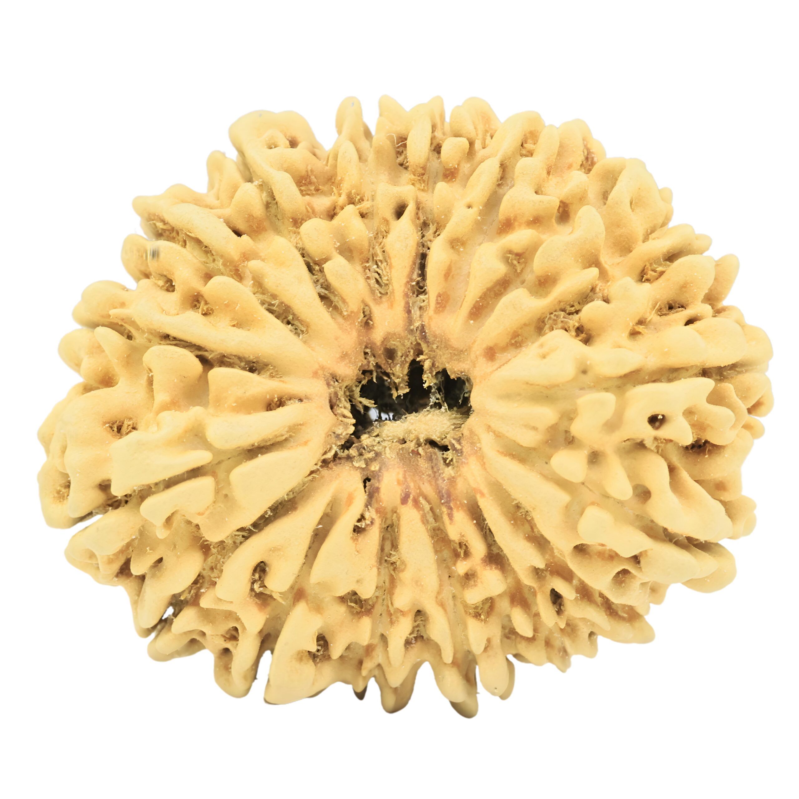 17 Mukhi Rudraksha 33.4mm 3.79gm - Rudraksha