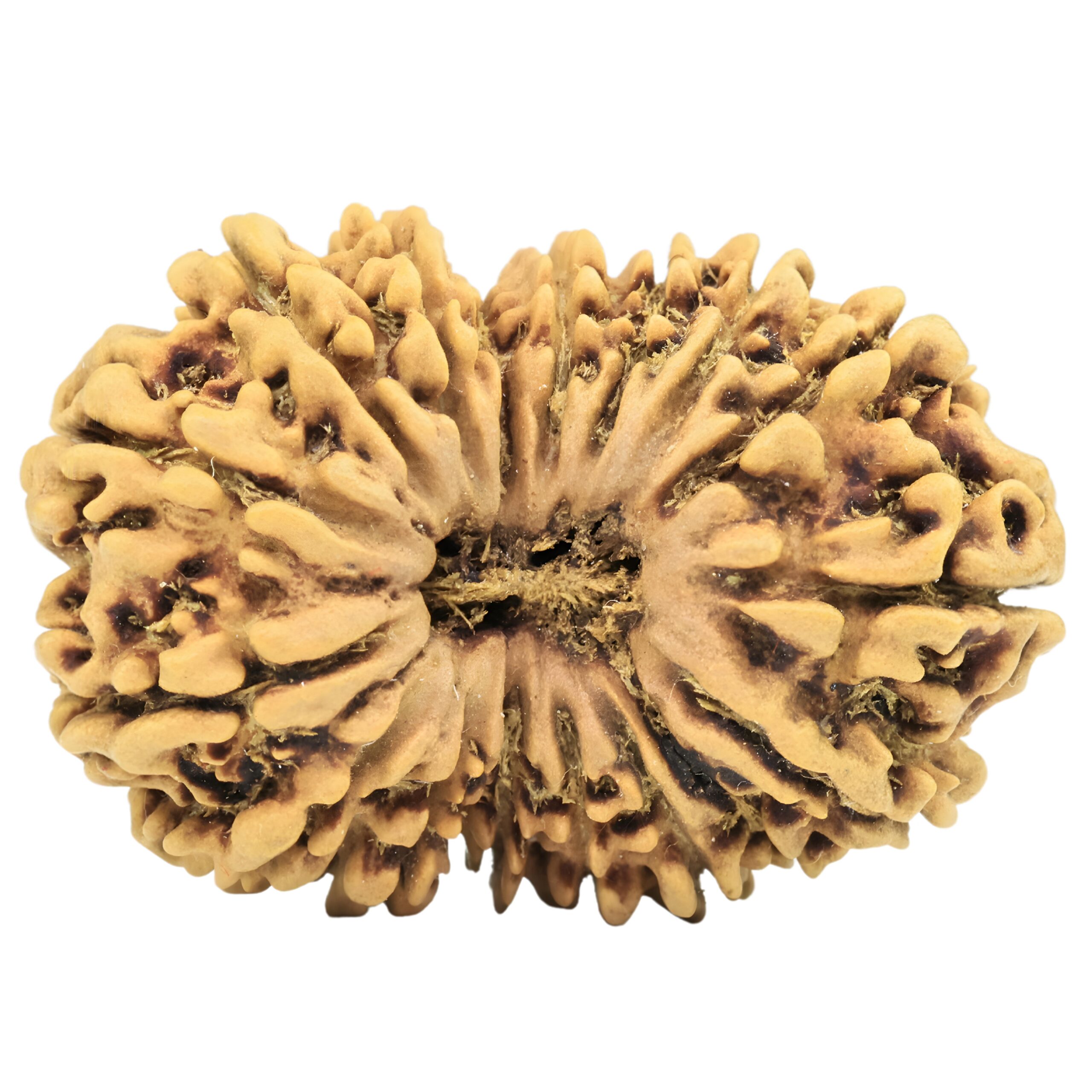 17 Mukhi Rudraksha 30.7mm 3.17gm - Rudraksha
