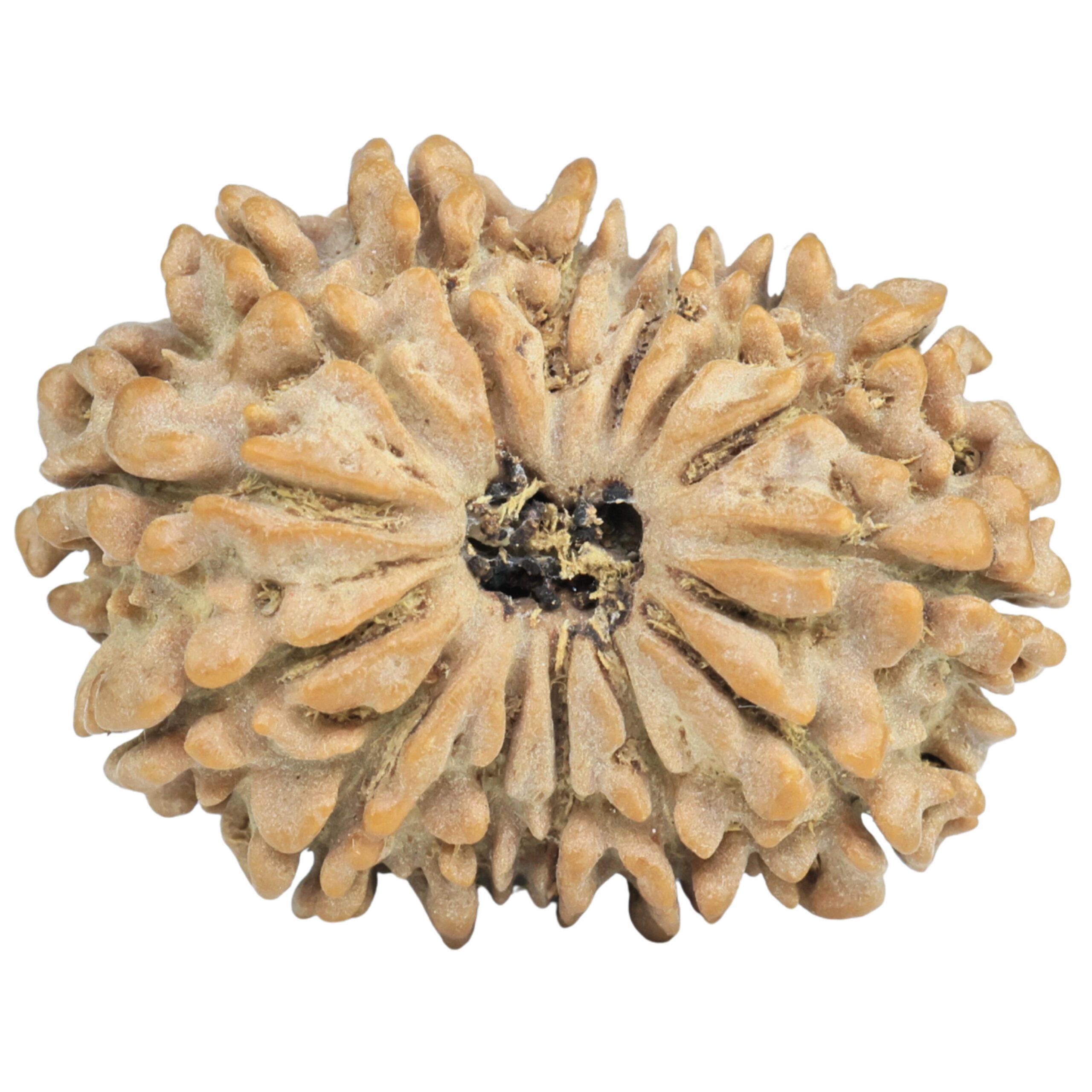 14 Mukhi Rudraksha 29.1mm 4.59gm - Rudraksha
