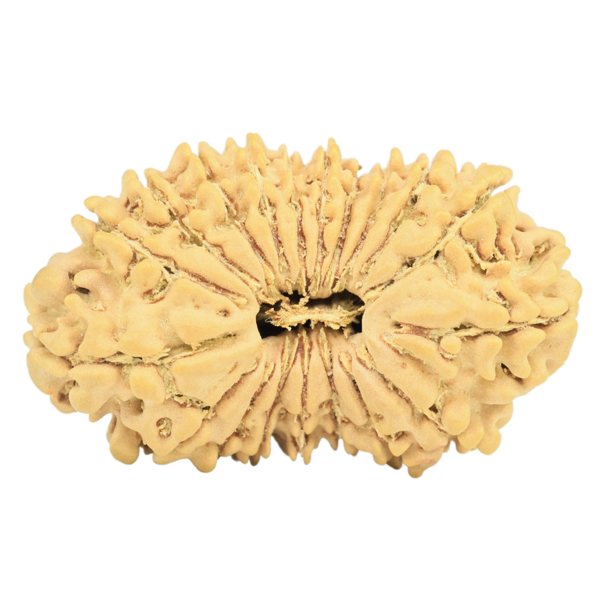 19 Mukhi Rudraksha 29.5mm 3.07gm - Rudraksha