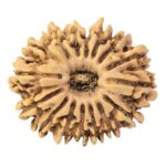 16 Mukhi Rudraksha 25.9mm 3.72gm - Rudraksha