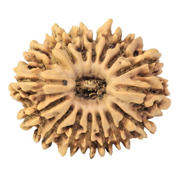 16 Mukhi Rudraksha 25.9mm 3.72gm - Rudraksha