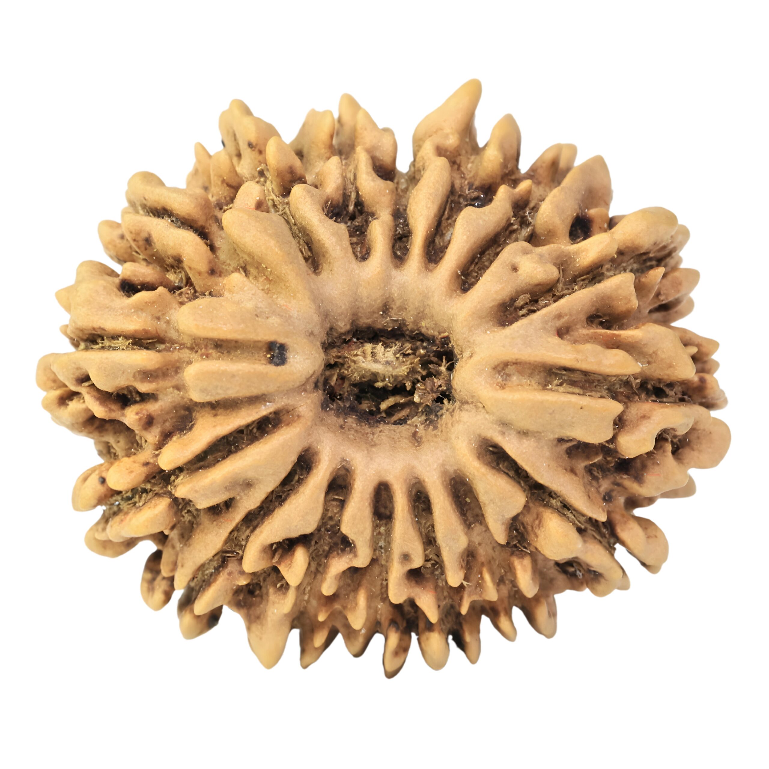 16 Mukhi Rudraksha 25.9mm 3.72gm - Rudraksha