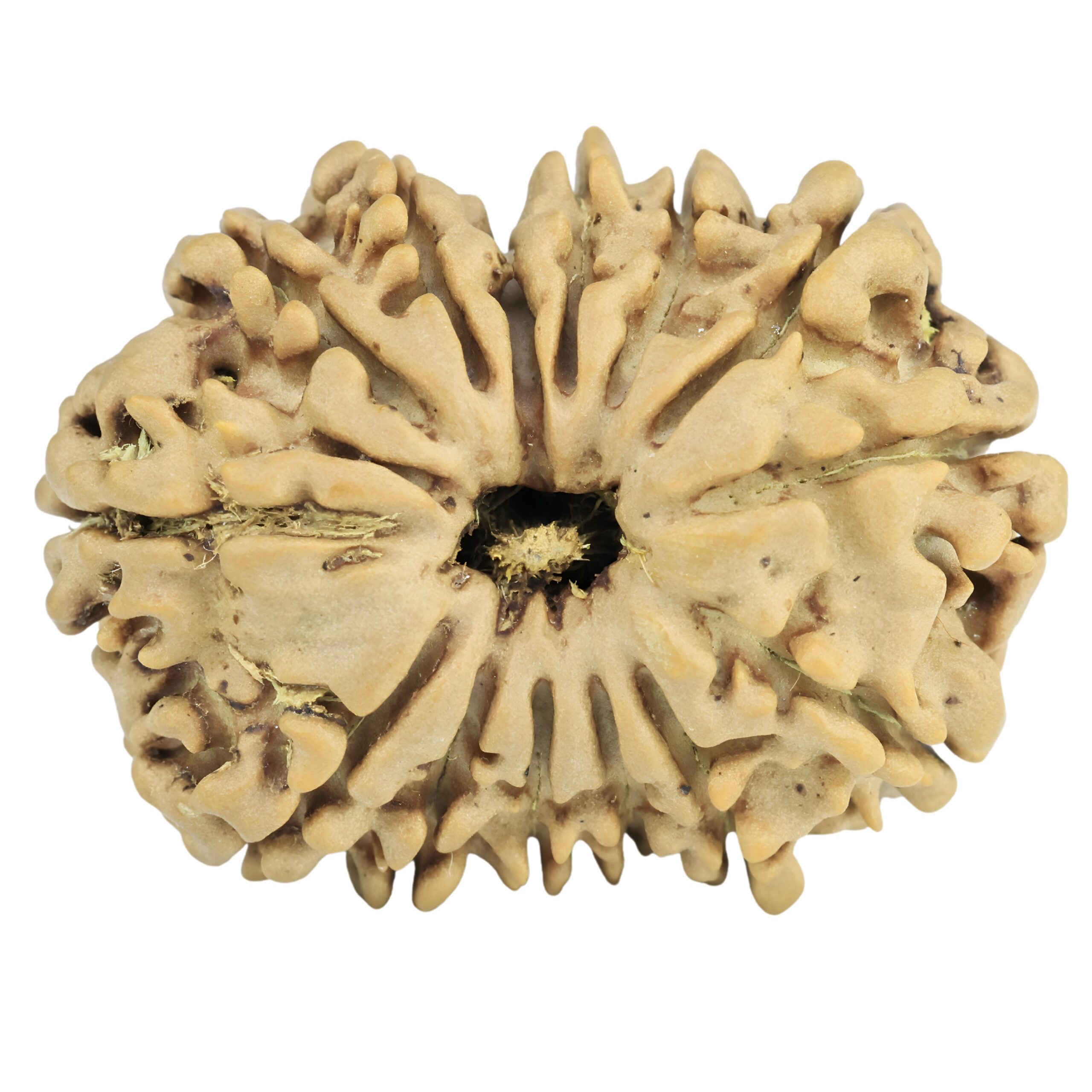 14 Mukhi Rudraksha 28.9mm 4.71gm - Rudraksha