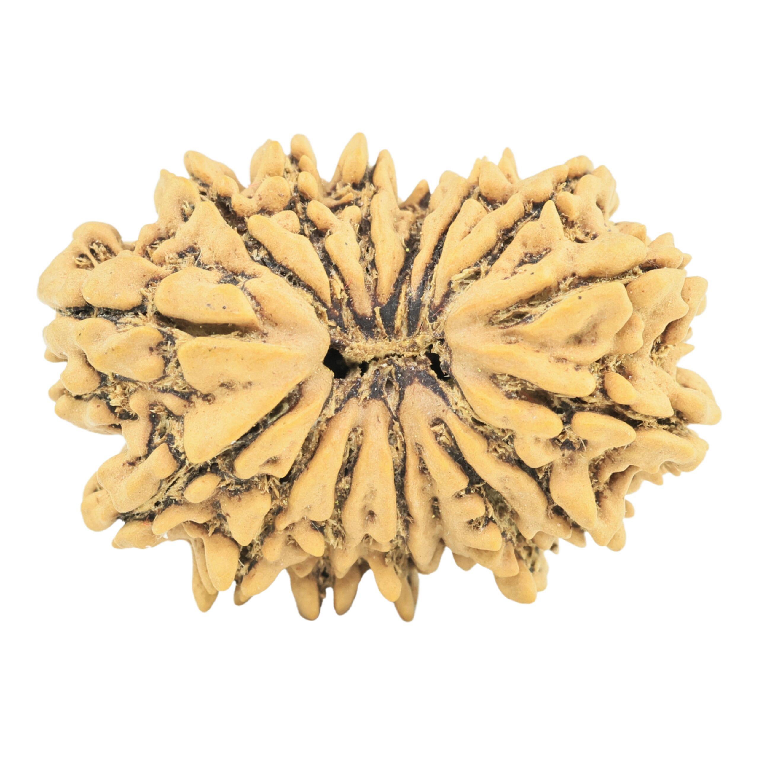 16 Mukhi Rudraksha 26.6mm 3.34gm - Rudraksha