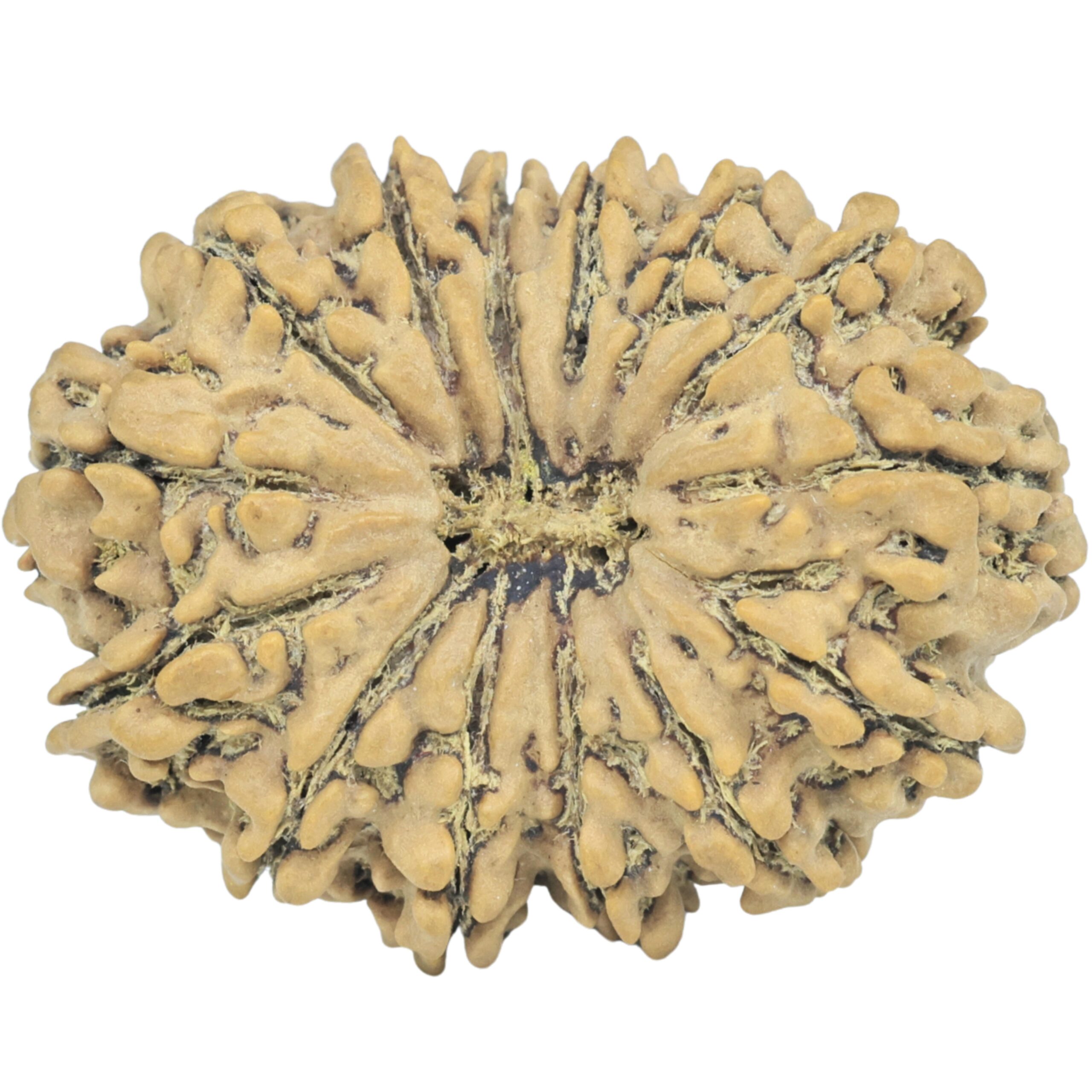 14 Mukhi Rudraksha 32.7mm 5.83gm - Rudraksha
