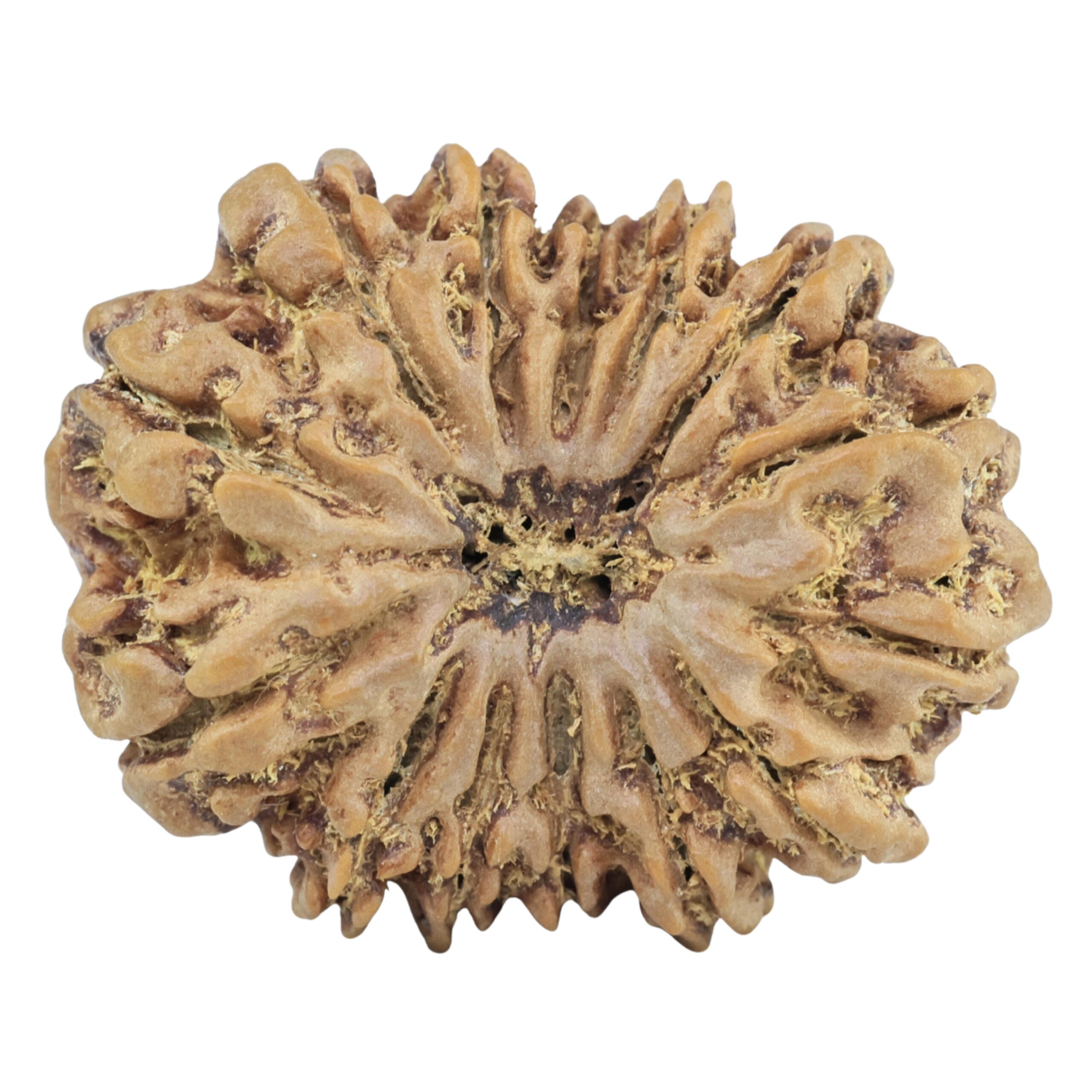14 Mukhi Rudraksha 28.8mm 5gm - Rudraksha