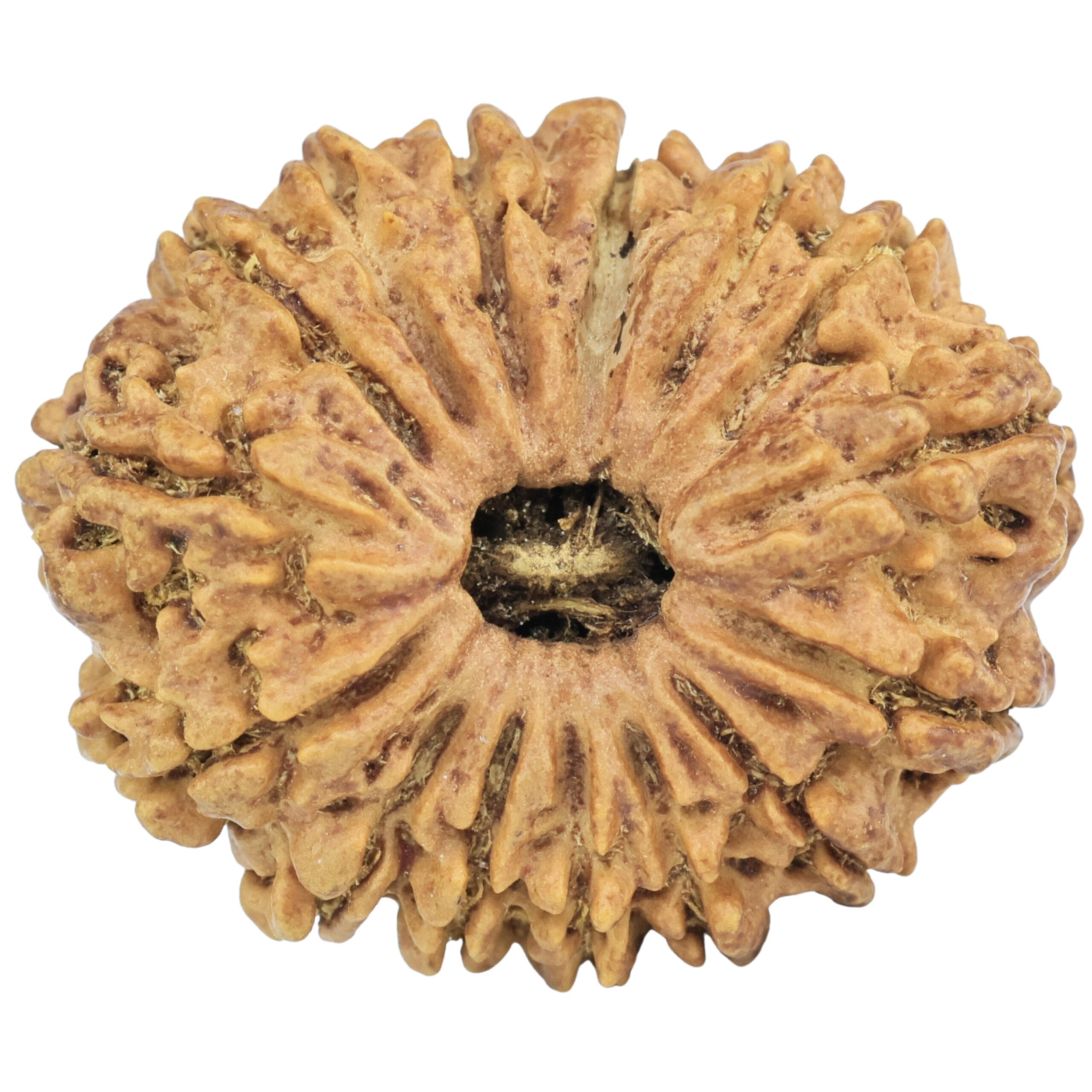 15 Mukhi Rudraksha 27mm 3.93gm - Rudraksha