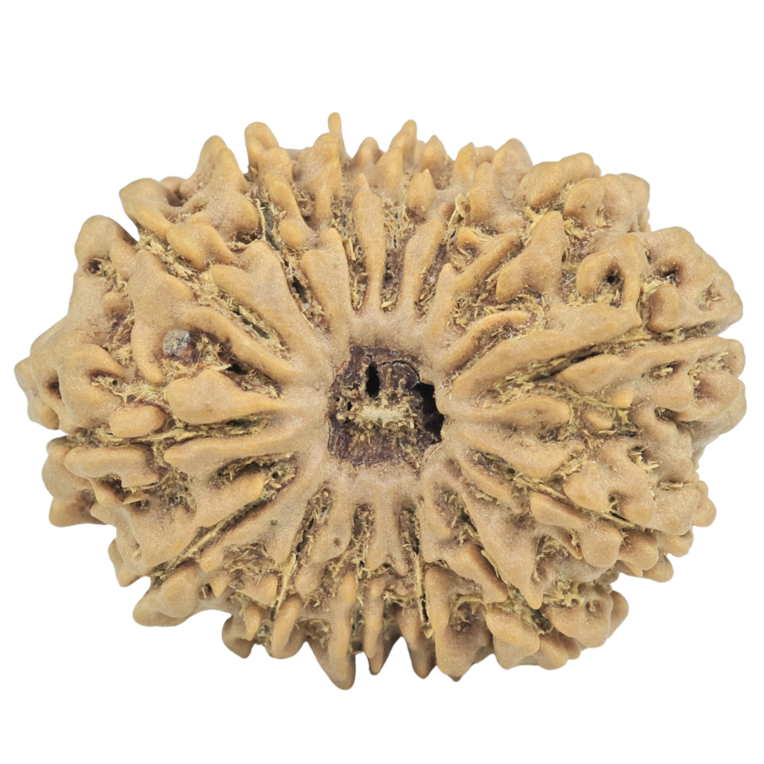 14 Mukhi Rudraksha 31.3mm 6.29gm - Rudraksha