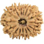 16 Mukhi Rudraksha 27.8mm 5gm - Rudraksha
