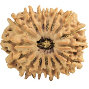 16 Mukhi Rudraksha 27.8mm 5gm - Rudraksha