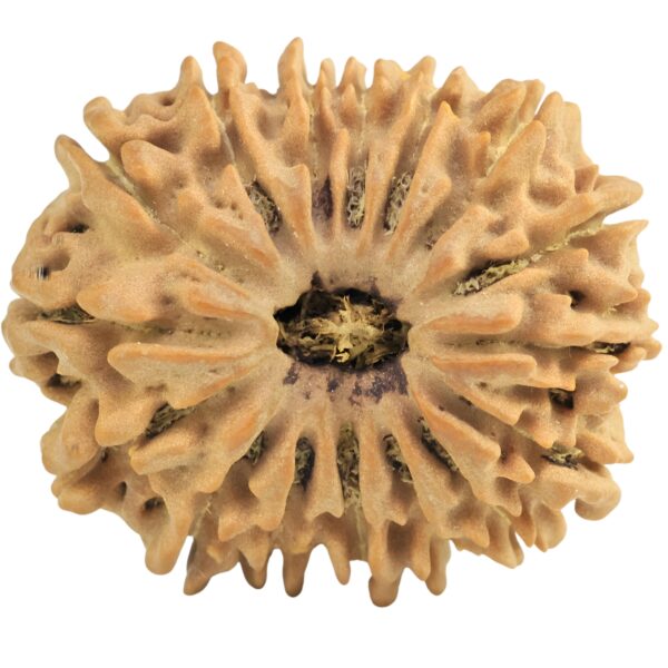 16 Mukhi Rudraksha 27.8mm 5gm - Rudraksha