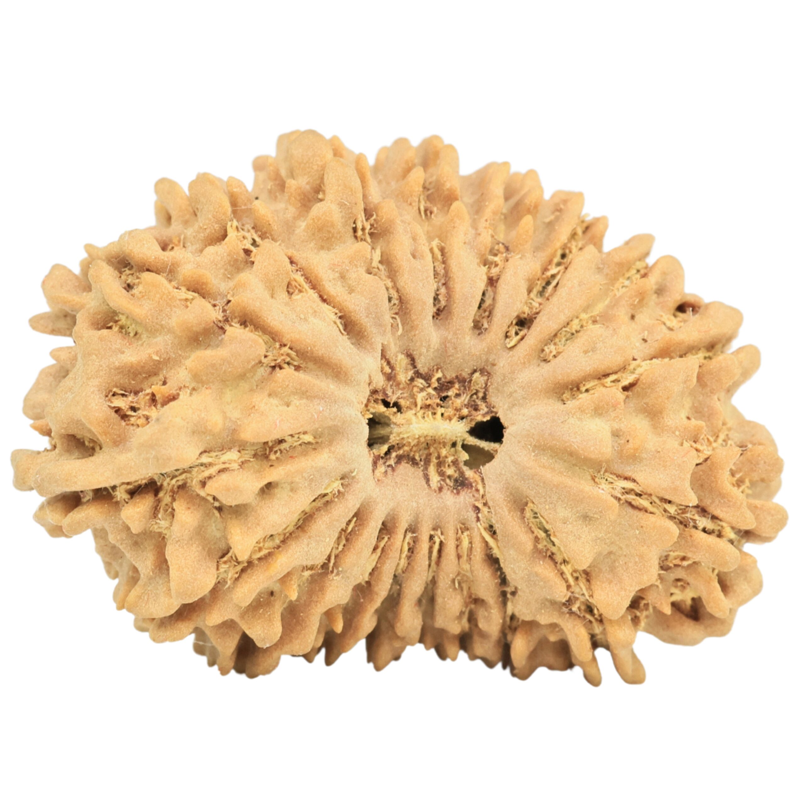 18 Mukhi Rudraksha 31.2mm 4.79gm - Origin: Nepal - Rudraksha