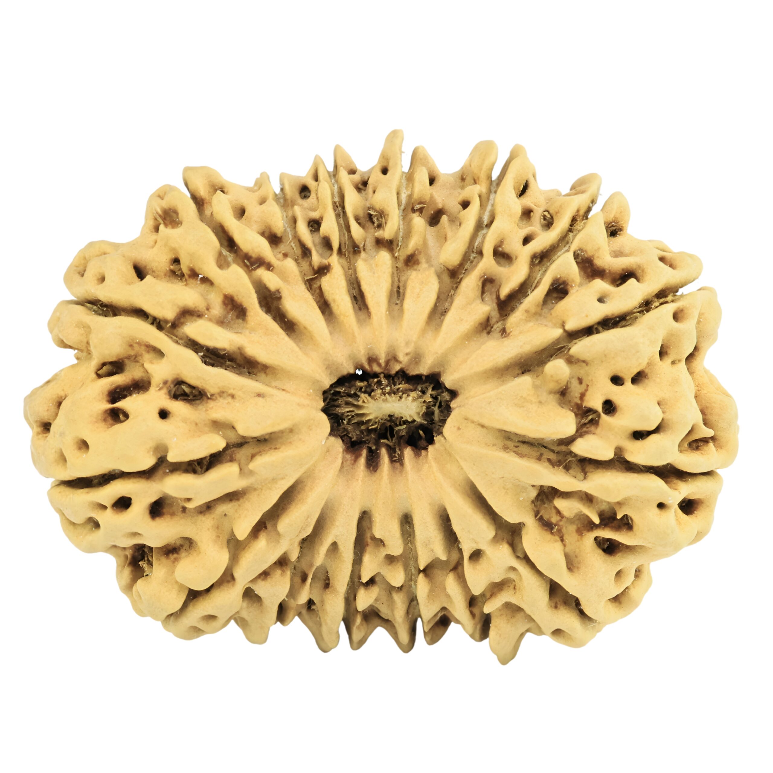 16 Mukhi Rudraksha 35.2mm 4.28gm - Rudraksha