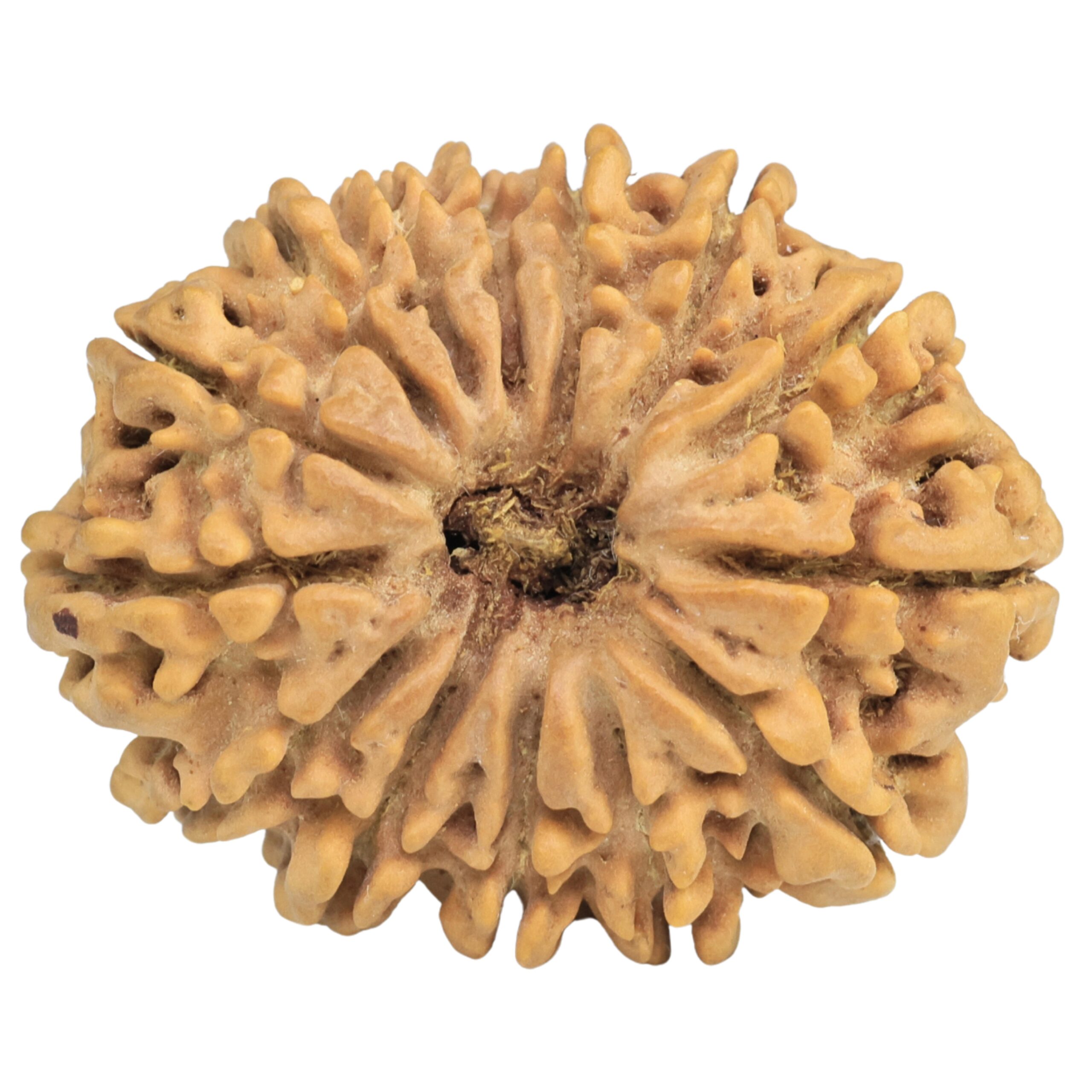 14 Mukhi Rudraksha 32.1mm 7gm - Rudraksha