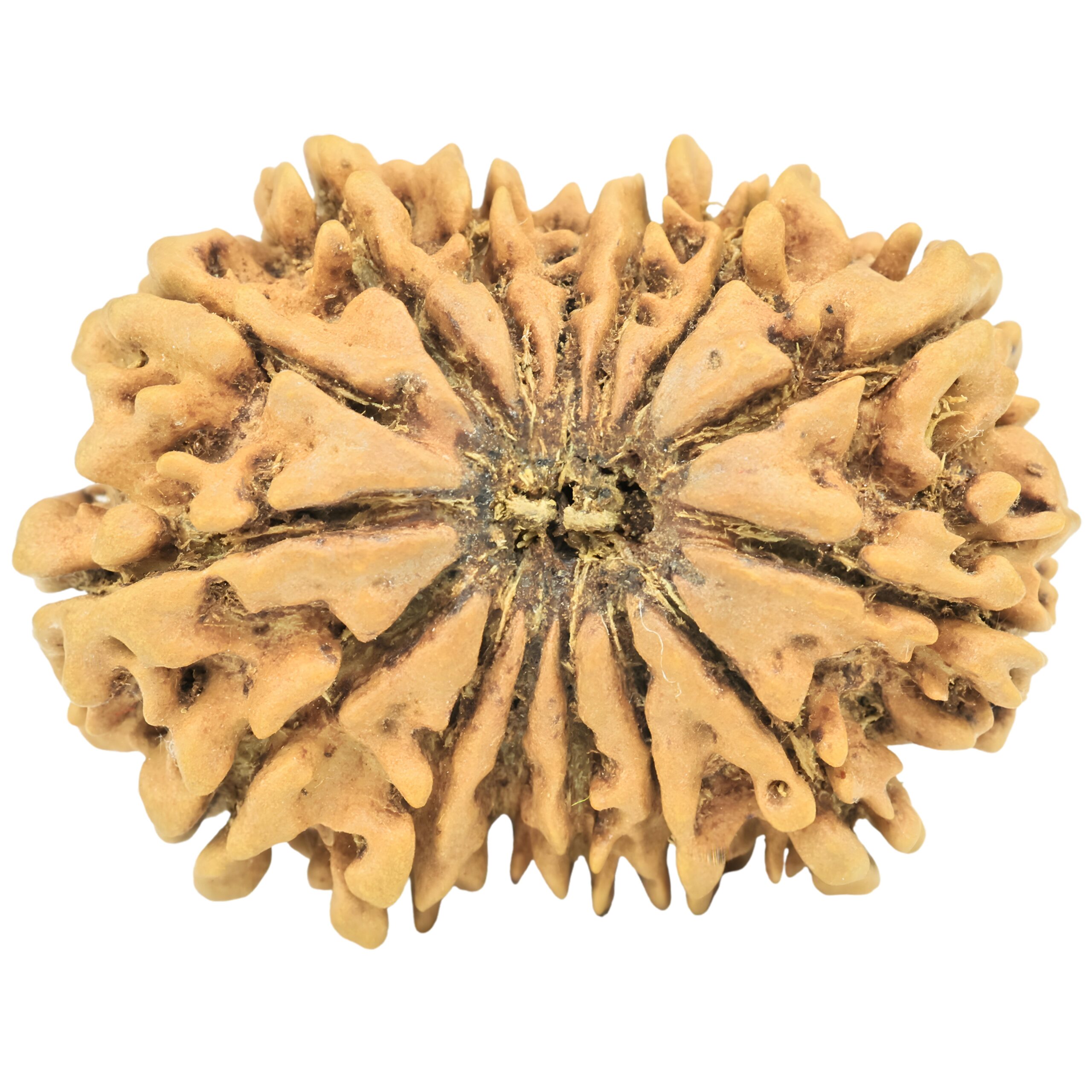 15 Mukhi Rudraksha 29.5mm 4.17gm - Rudraksha