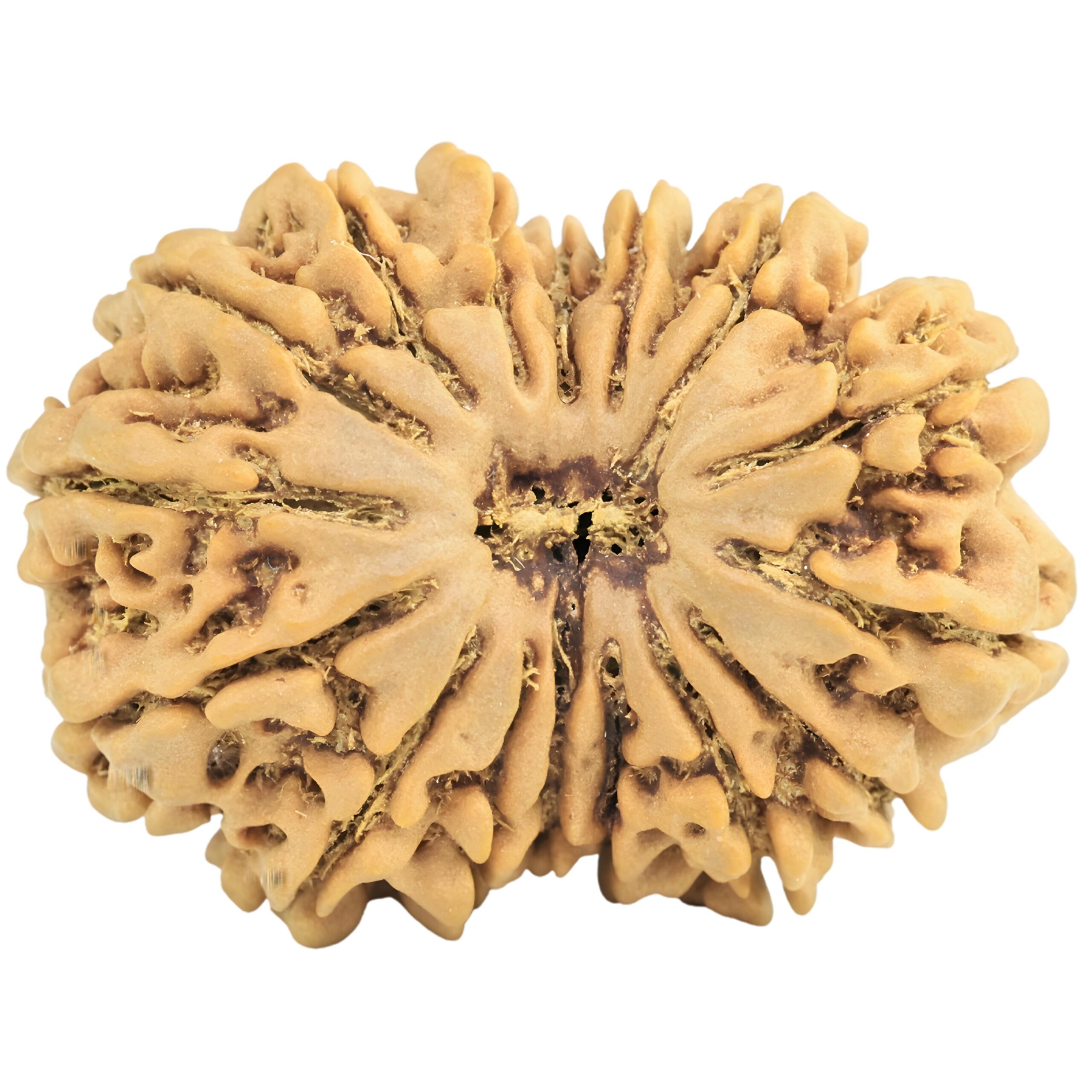 16 Mukhi Rudraksha 30.4mm 5.35gm - Rudraksha