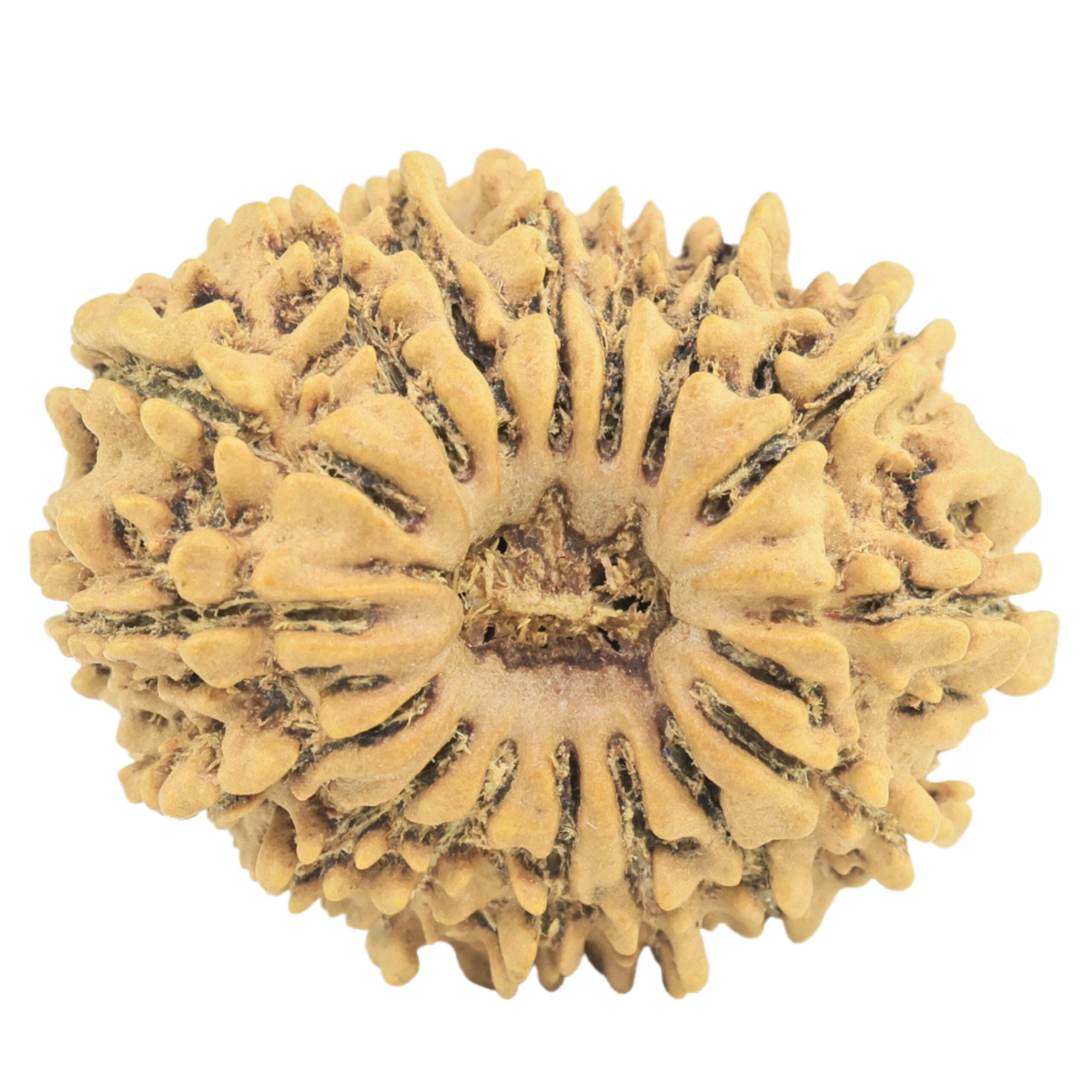 16 Mukhi Rudraksha 23.8mm 2.67gm - Rudraksha