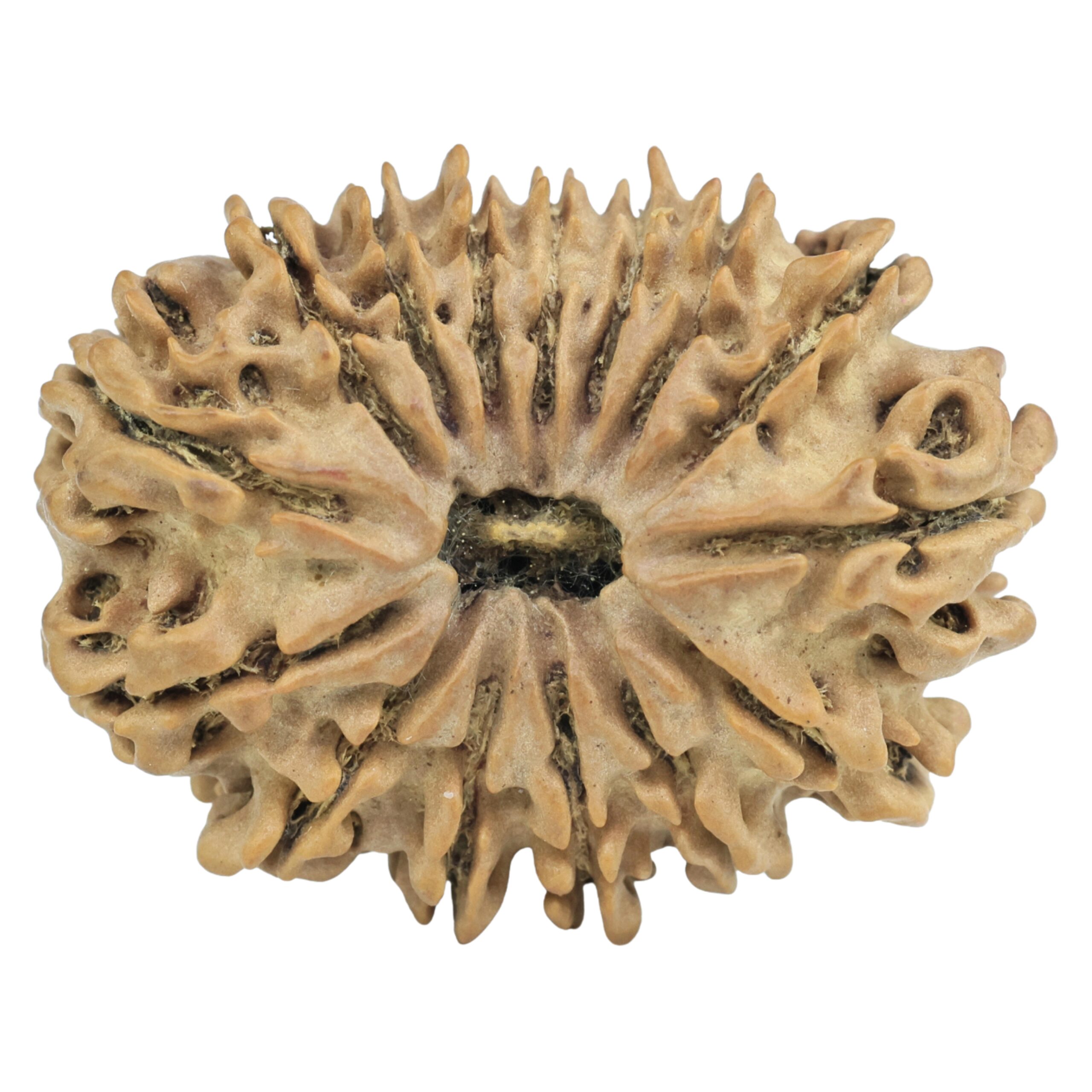 15 Mukhi Rudraksha 28.9mm 4gm - Rudraksha