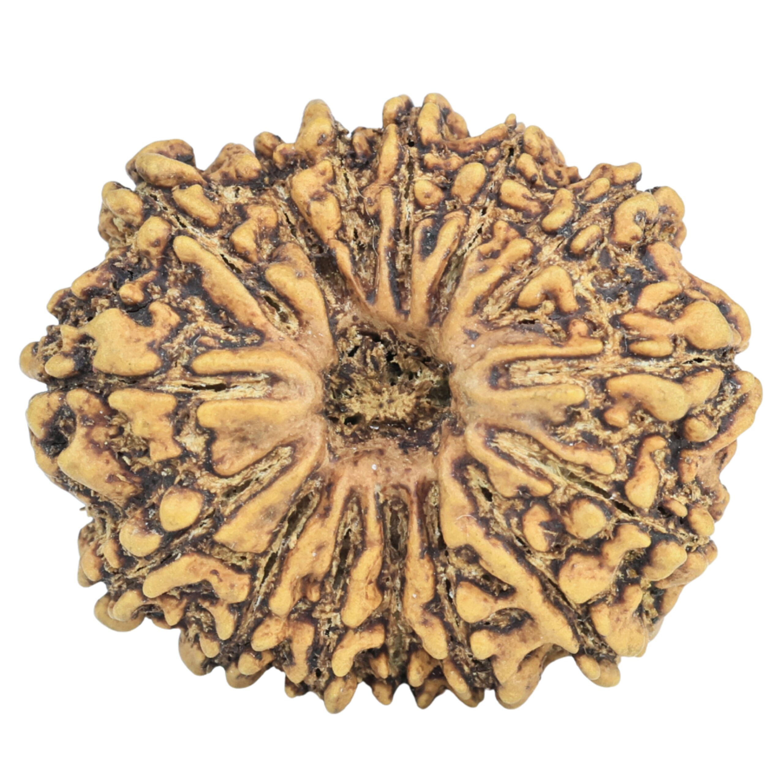 15 Mukhi Rudraksha 25.7mm 3.2gm - Rudraksha