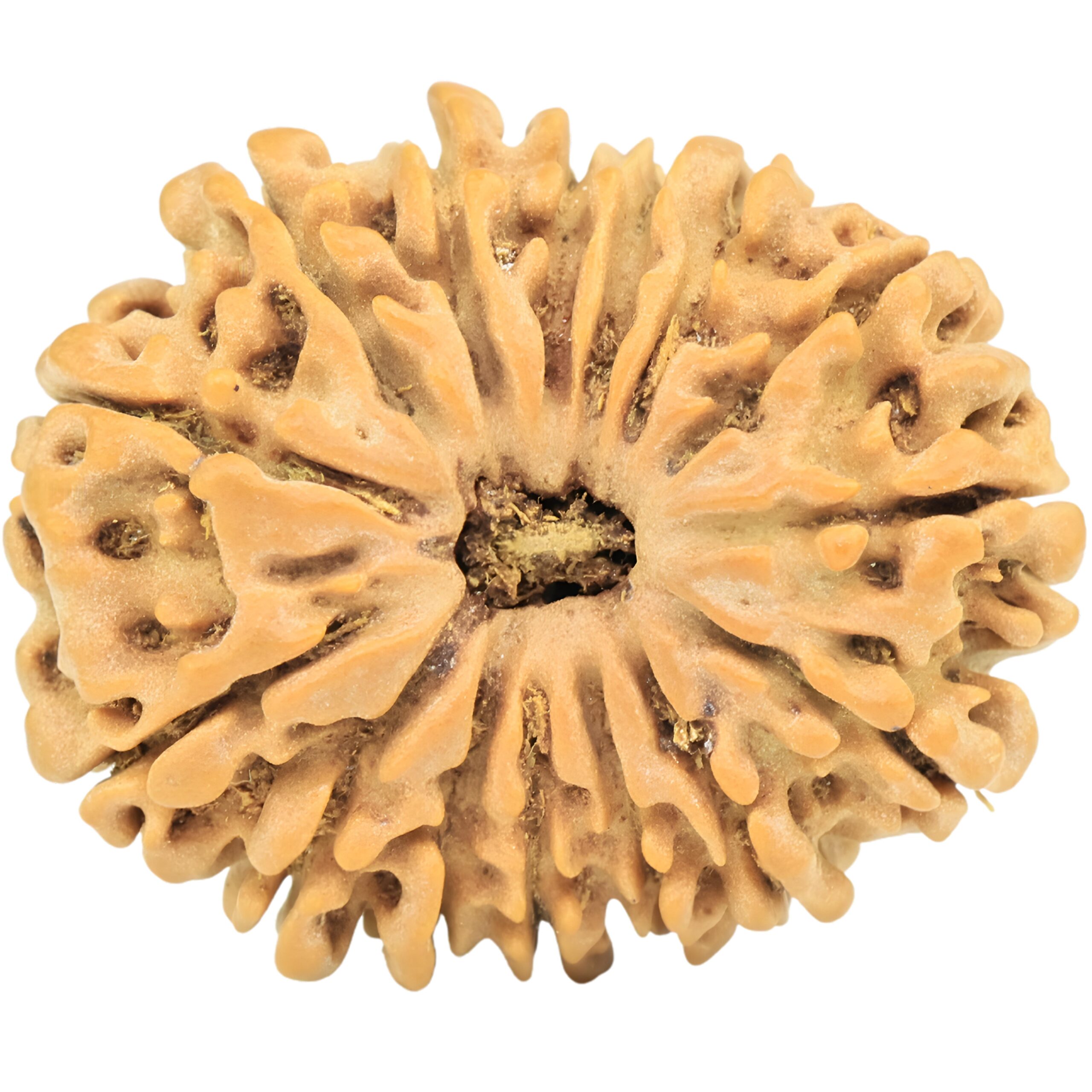 15 Mukhi Rudraksha 24.8mm 3.33gm - Rudraksha