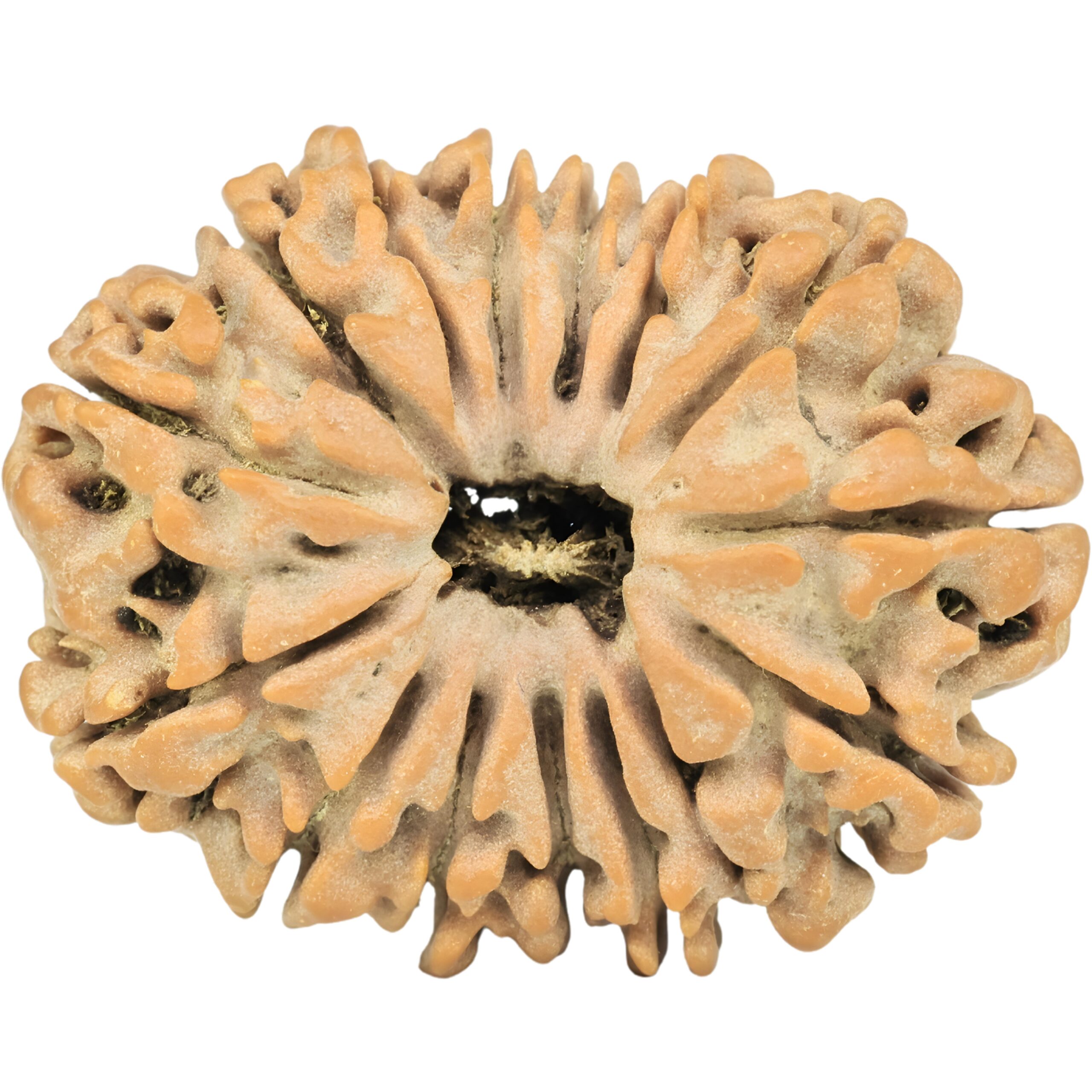 15 Mukhi Rudraksha 28.4mm 4.63gm - Rudraksha