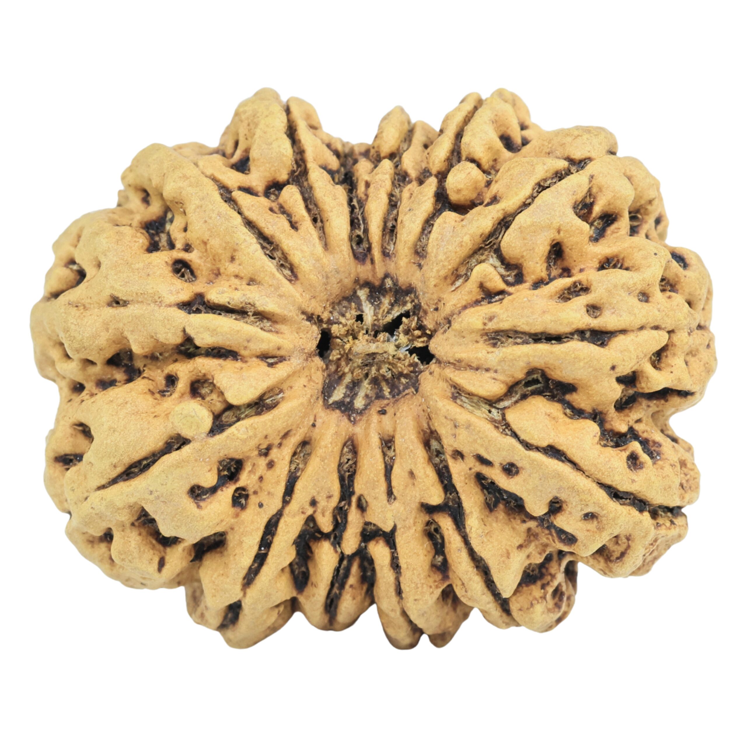 14 Mukhi Rudraksha 33mm 6.46gm - Rudraksha