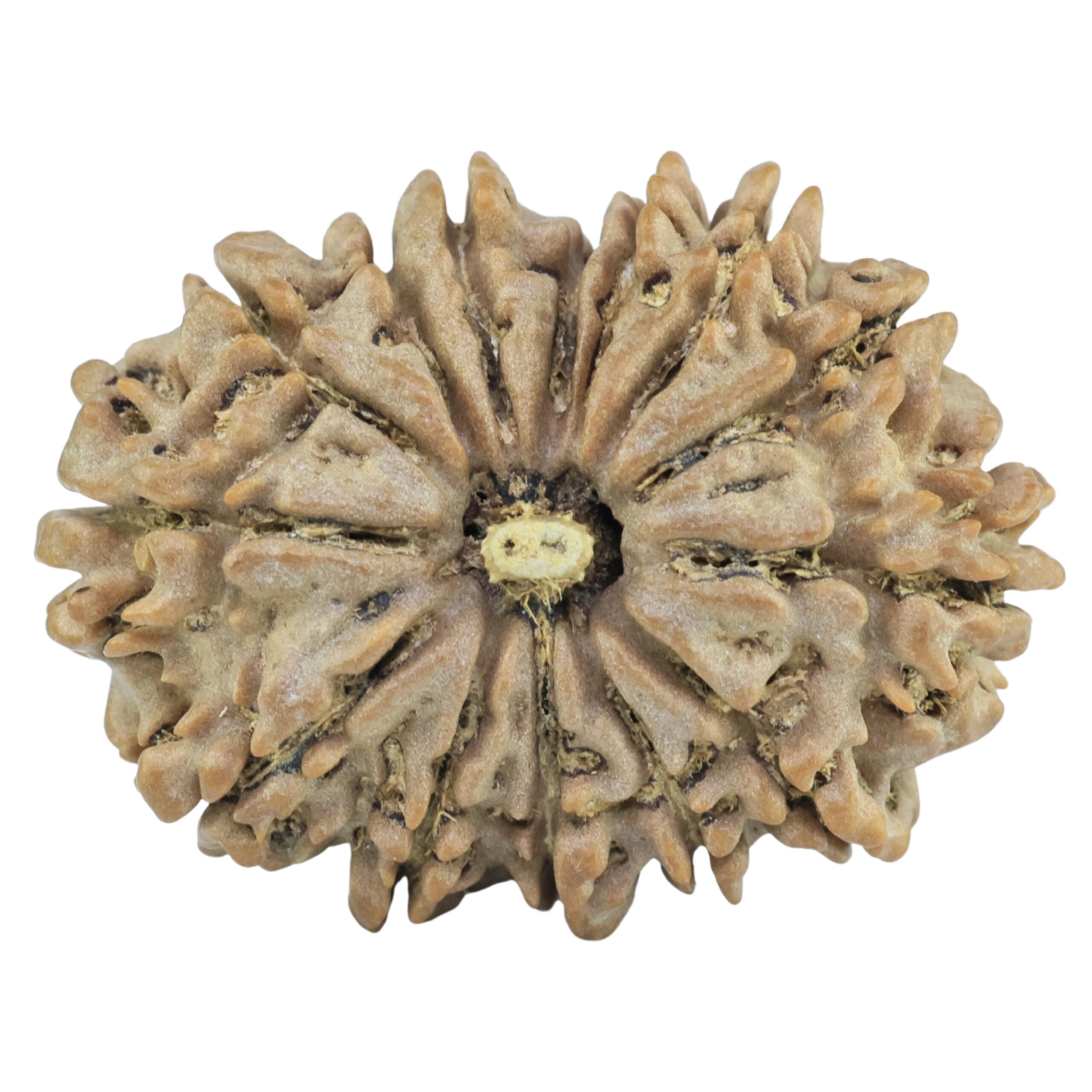 14 Mukhi Rudraksha 29.4mm 4.77gm - Rudraksha
