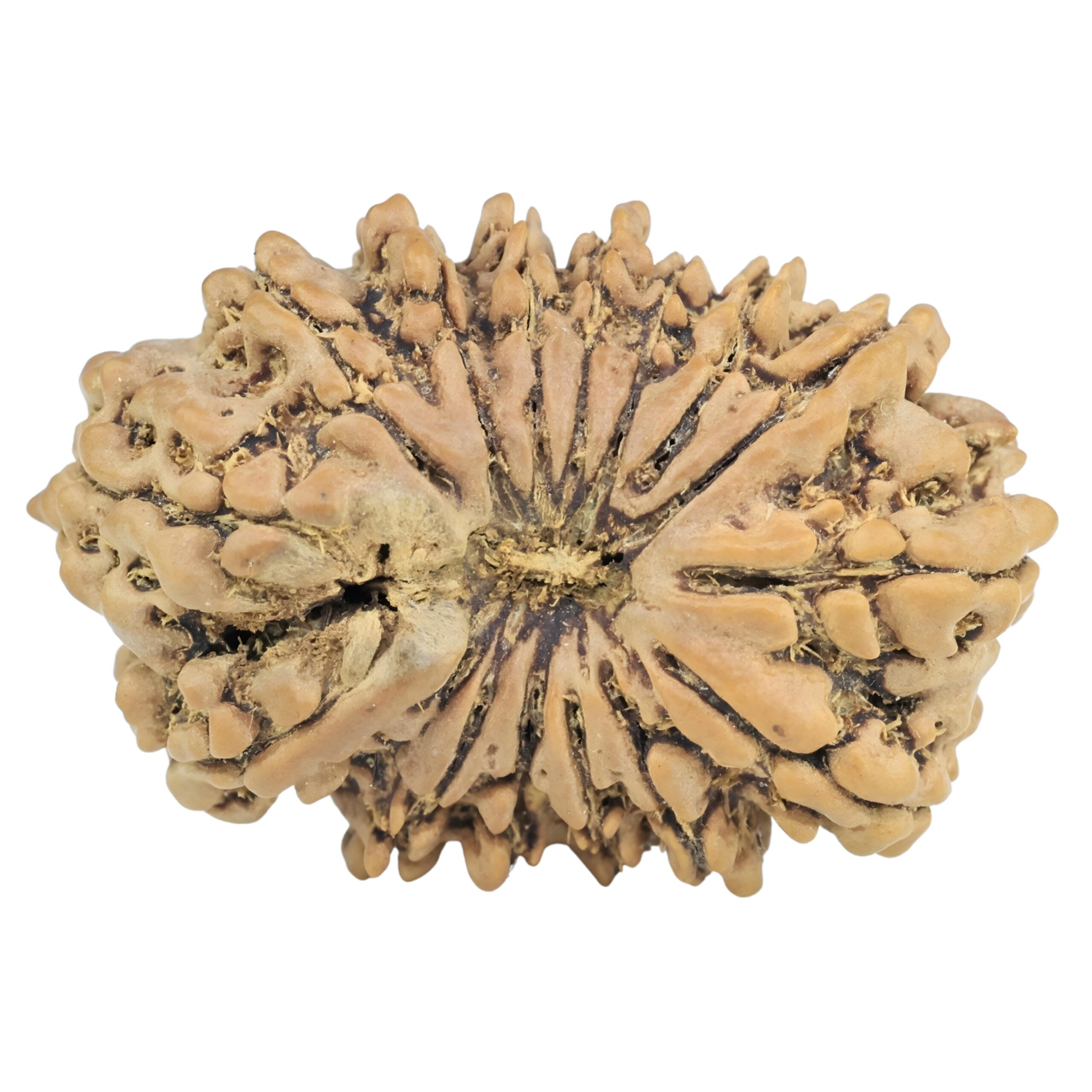 15 Mukhi Rudraksha 29.3mm 4.17gm - Rudraksha