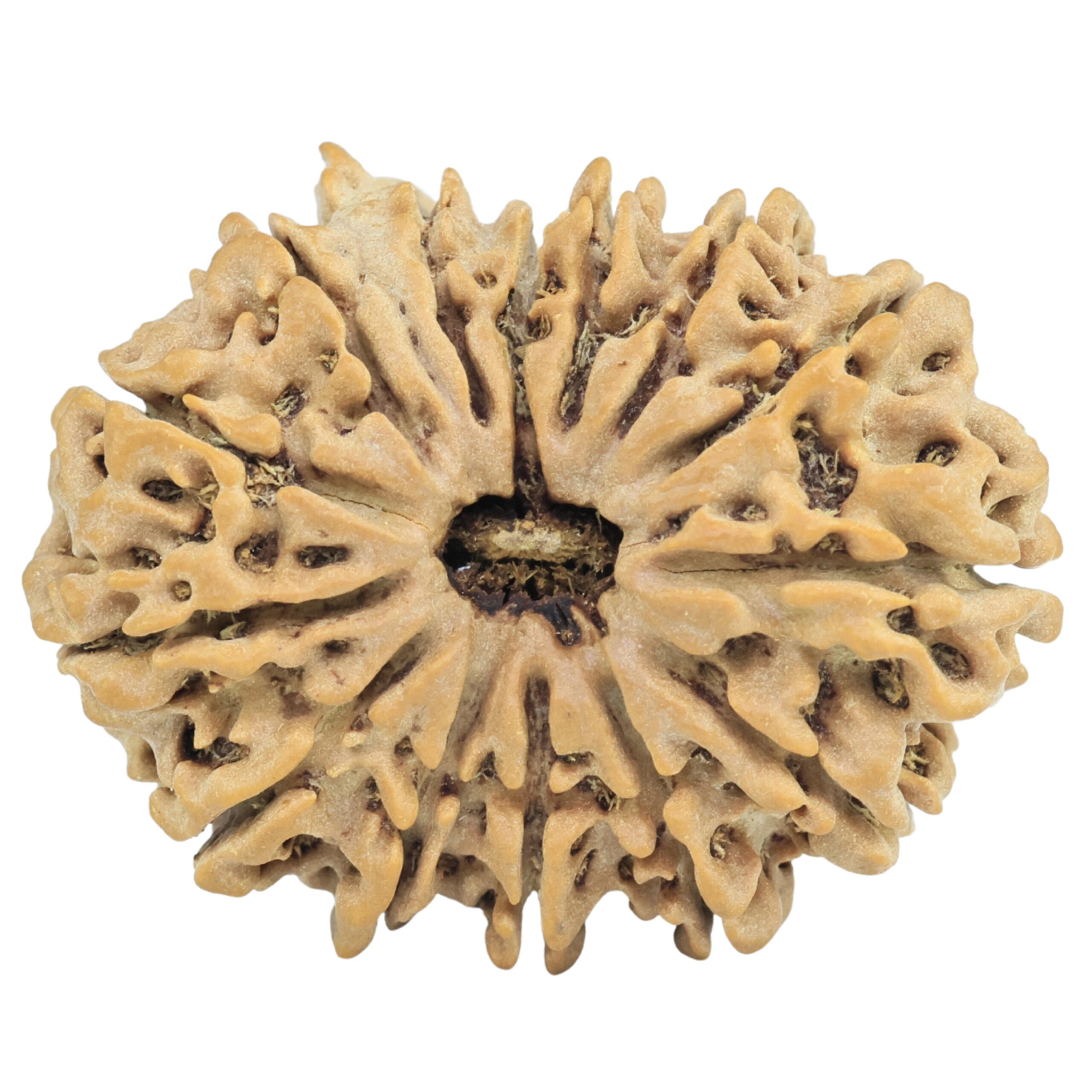 14 Mukhi Ganesh 31mm 5.3gm - Rudraksha