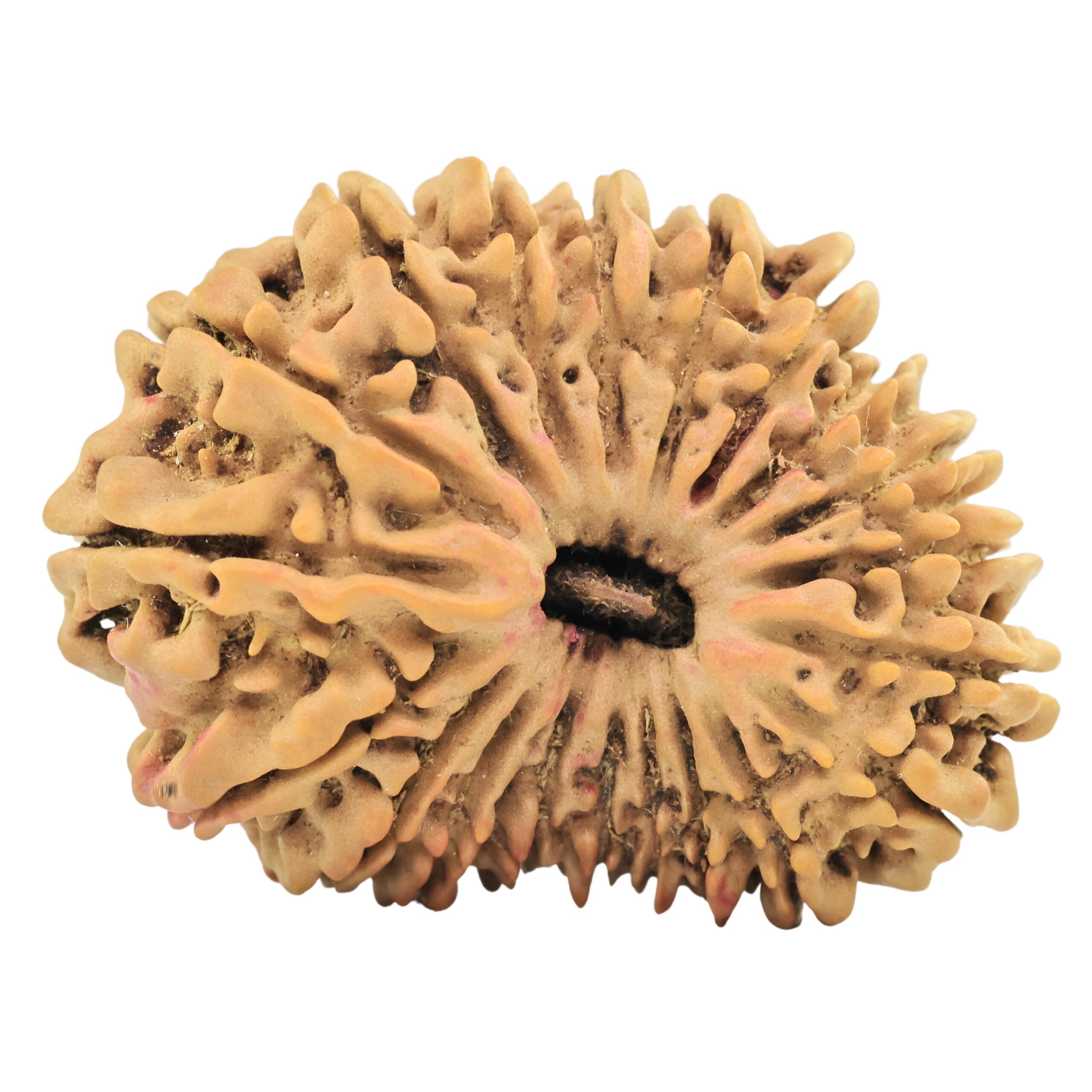20 Mukhi Rudraksha 31.2mm 4.42gm - Rudraksha