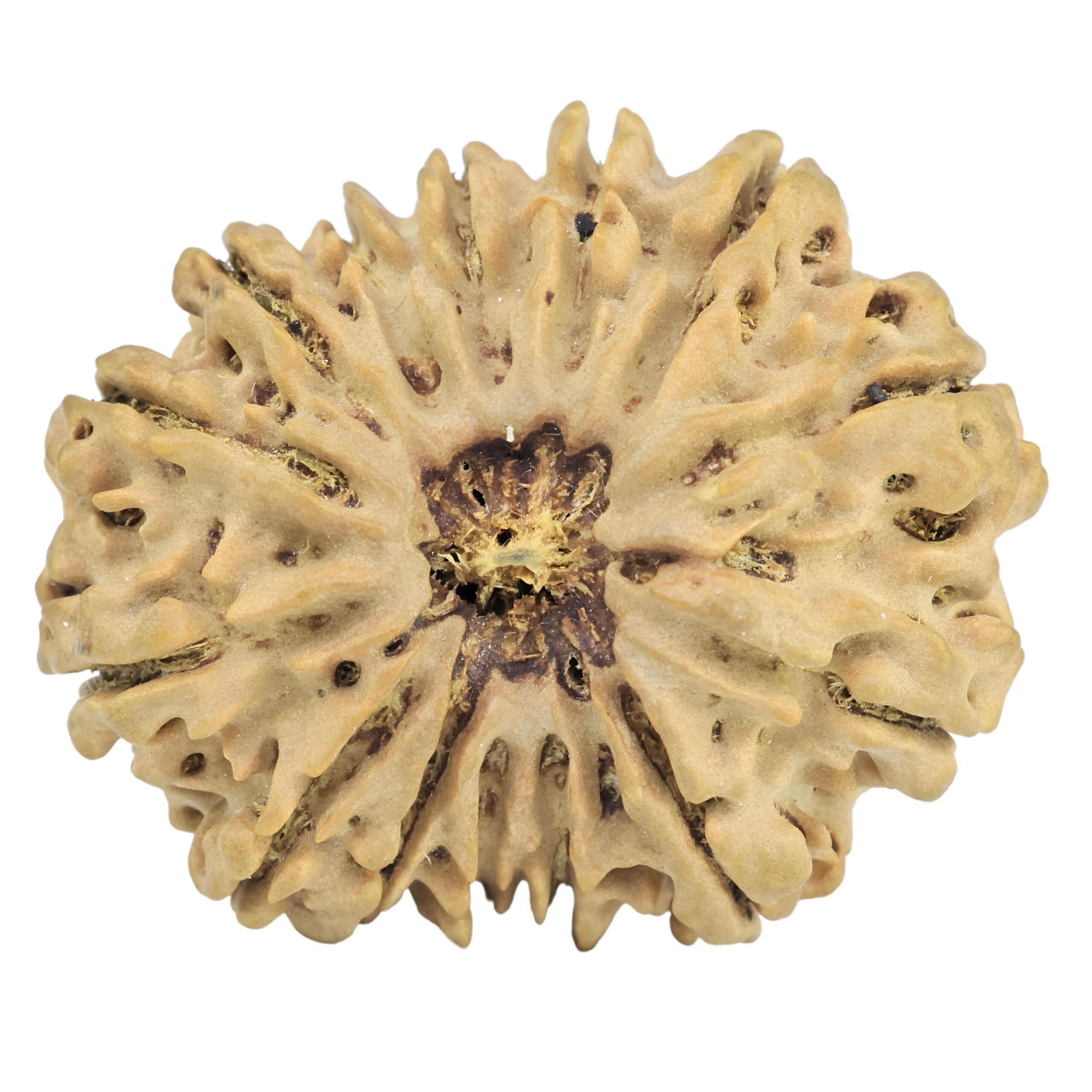 14 Mukhi Rudraksha 31.5mm 5.8gm - Rudraksha