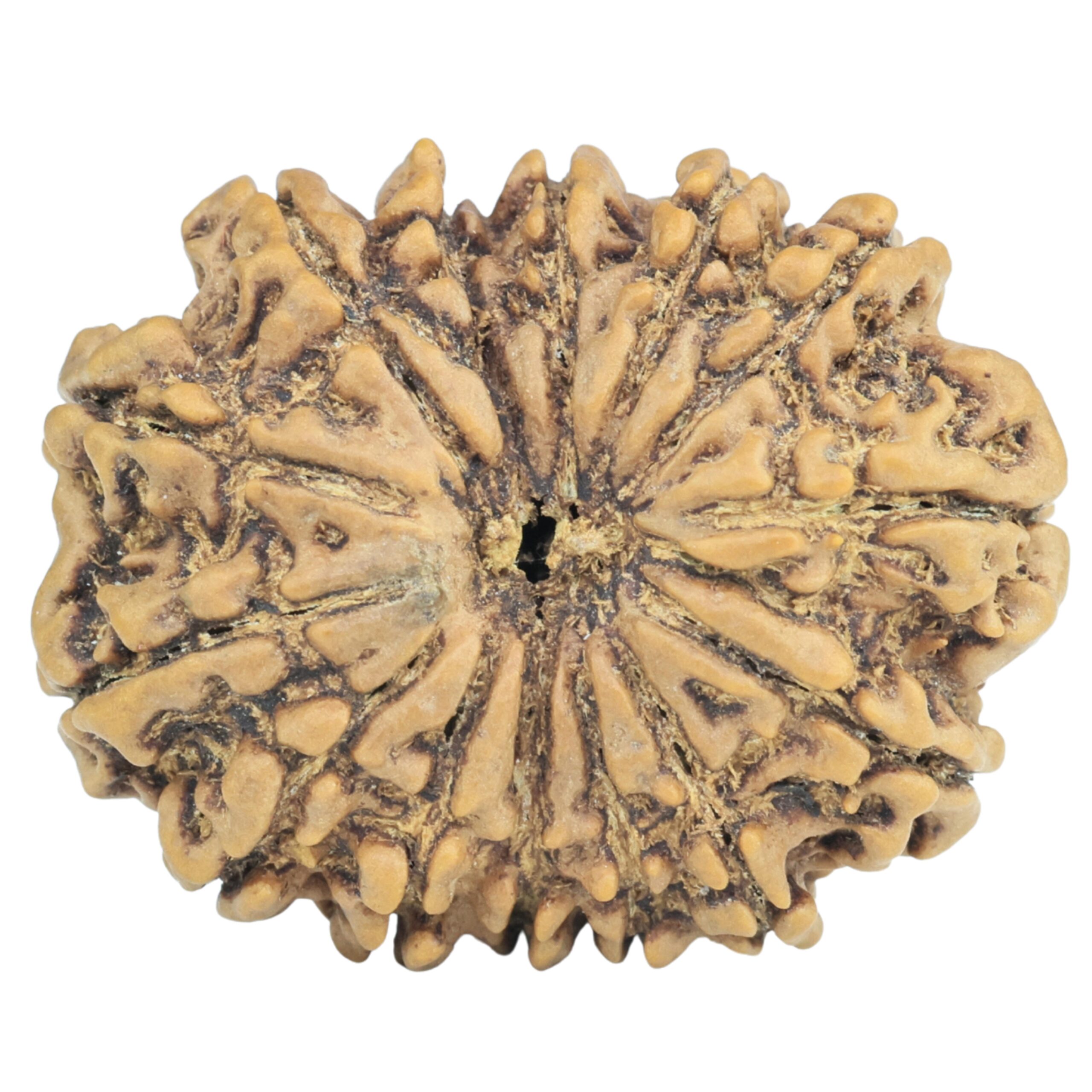 14 Mukhi Rudraksha 29mm 5.31gm - Rudraksha