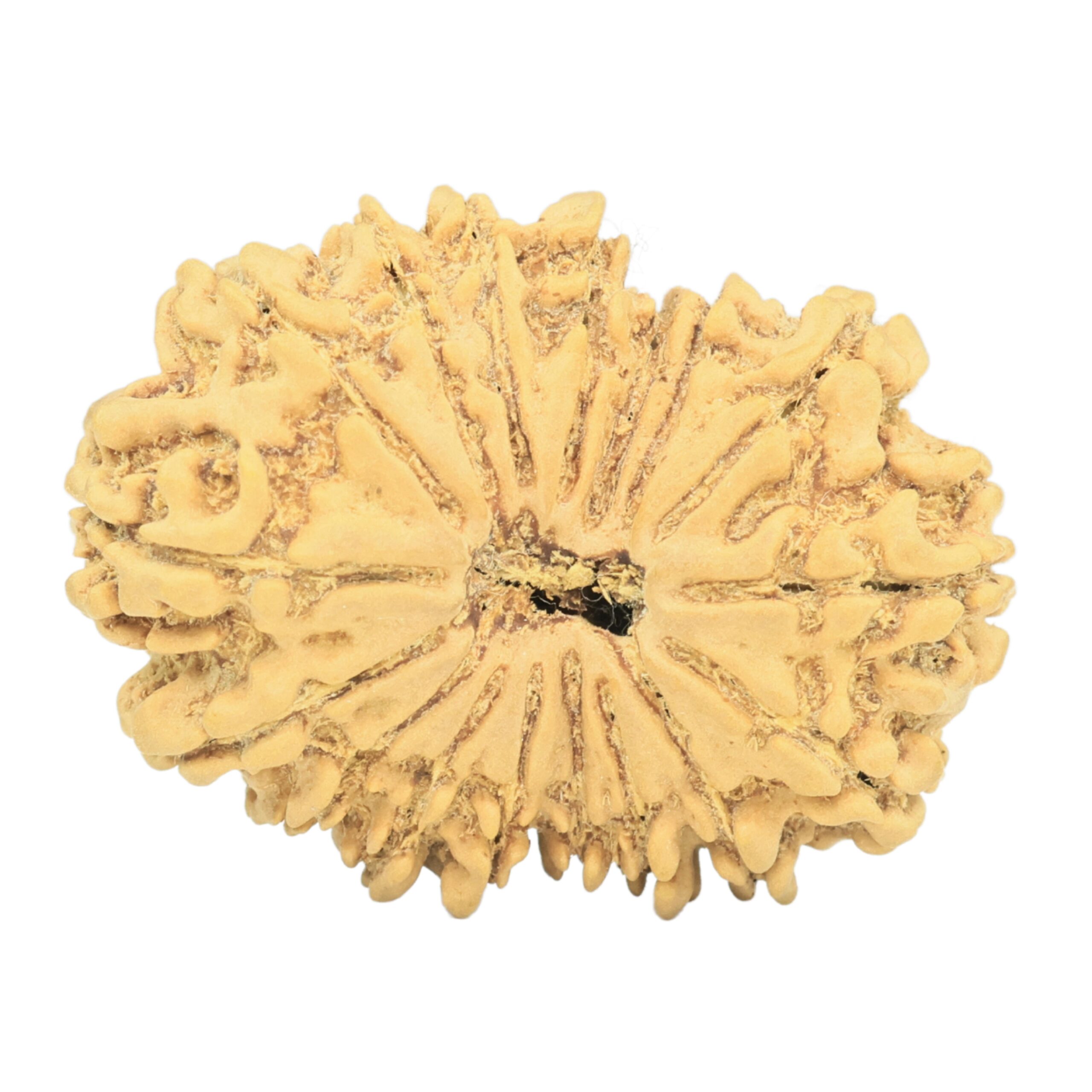 17 Mukhi Rudraksha 32.4mm 5.48gm - Rudraksha