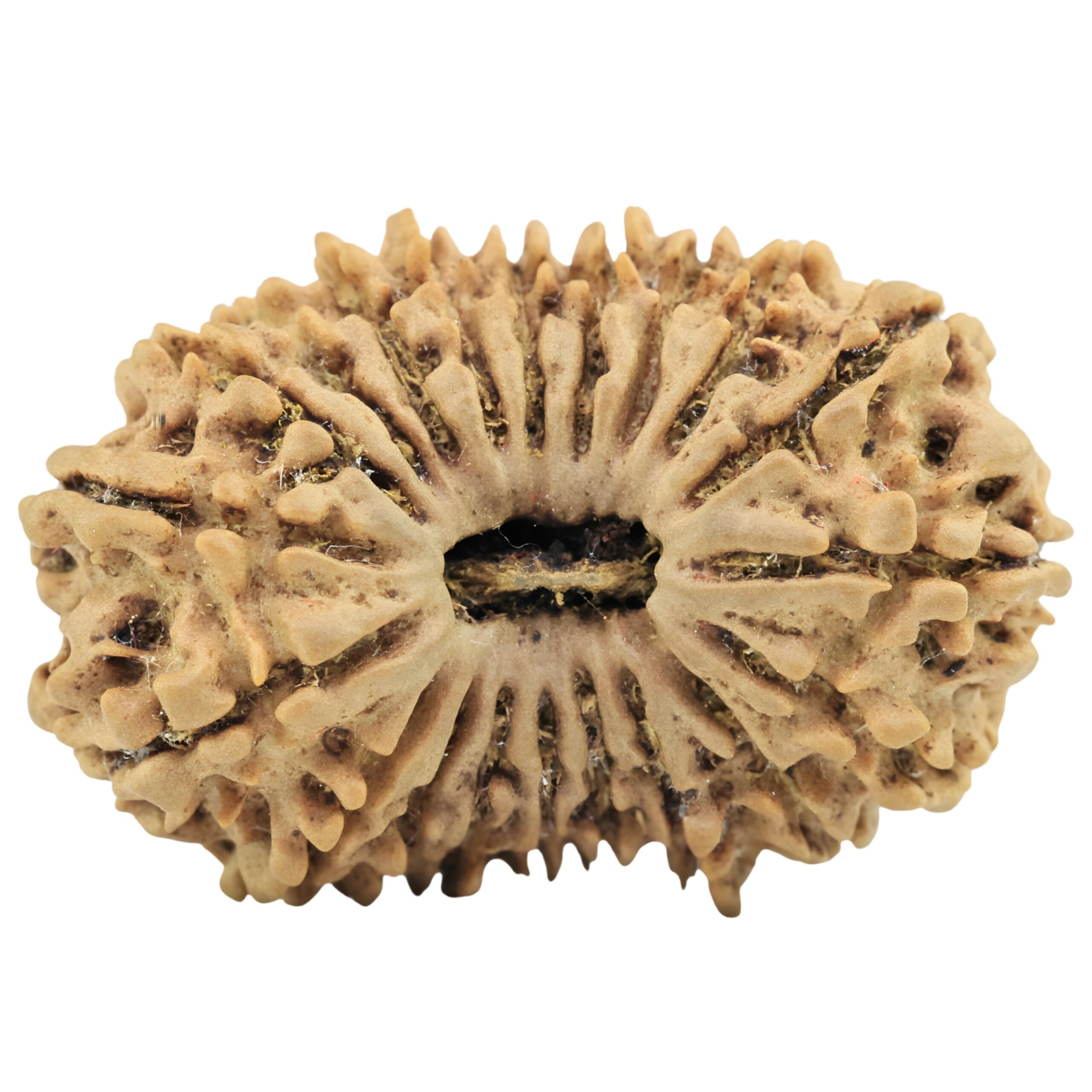 20 Mukhi Rudraksha 29.7mm 3.84gm - Rudraksha