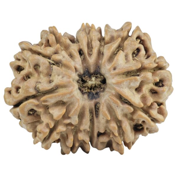 14 Mukhi Rudraksha 27.5mm 4.68gm - Rudraksha