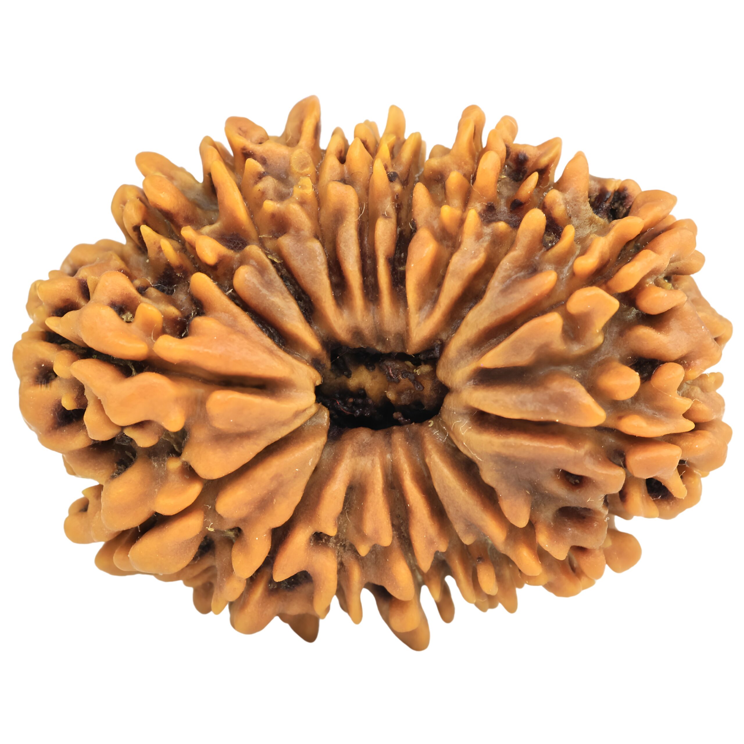 16 Mukhi Rudraksha 33mm 7.27gm - Rudraksha