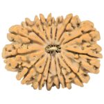 15 Mukhi Rudraksha 28.1mm 4.56gm - Rudraksha