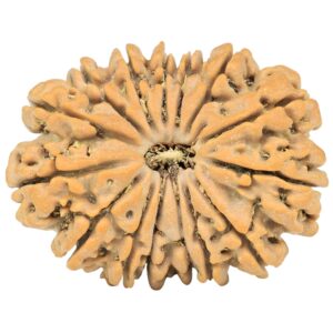 15 Mukhi Rudraksha 28.1mm 4.56gm - Rudraksha