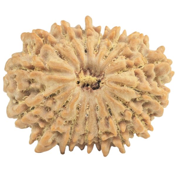 16 Mukhi Rudraksha 28mm 5.1gm - Rudraksha