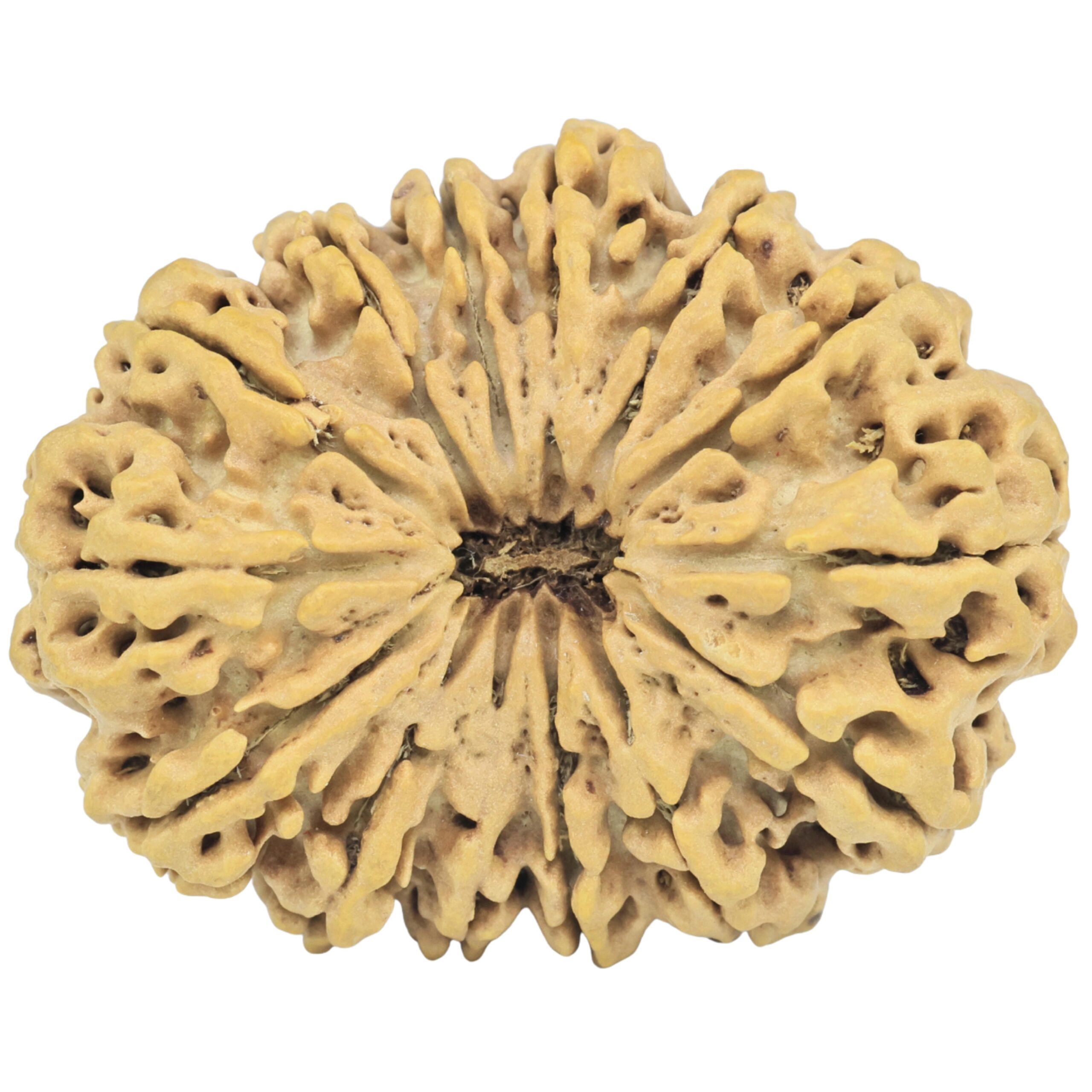 14 Mukhi Rudraksha 34.1mm 6gm - Rudraksha