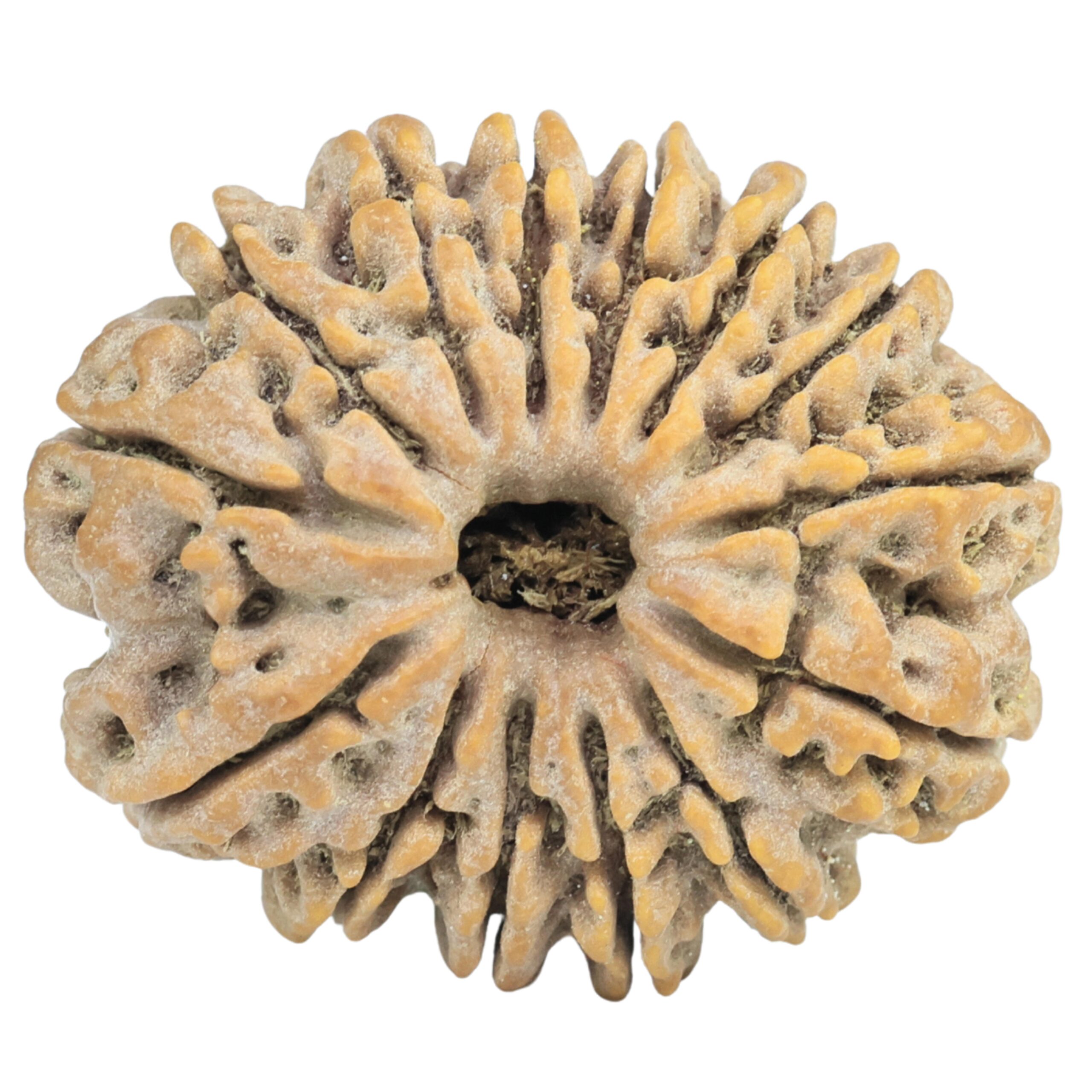 14 Mukhi Rudraksha 26.5mm 4.7gm - Rudraksha