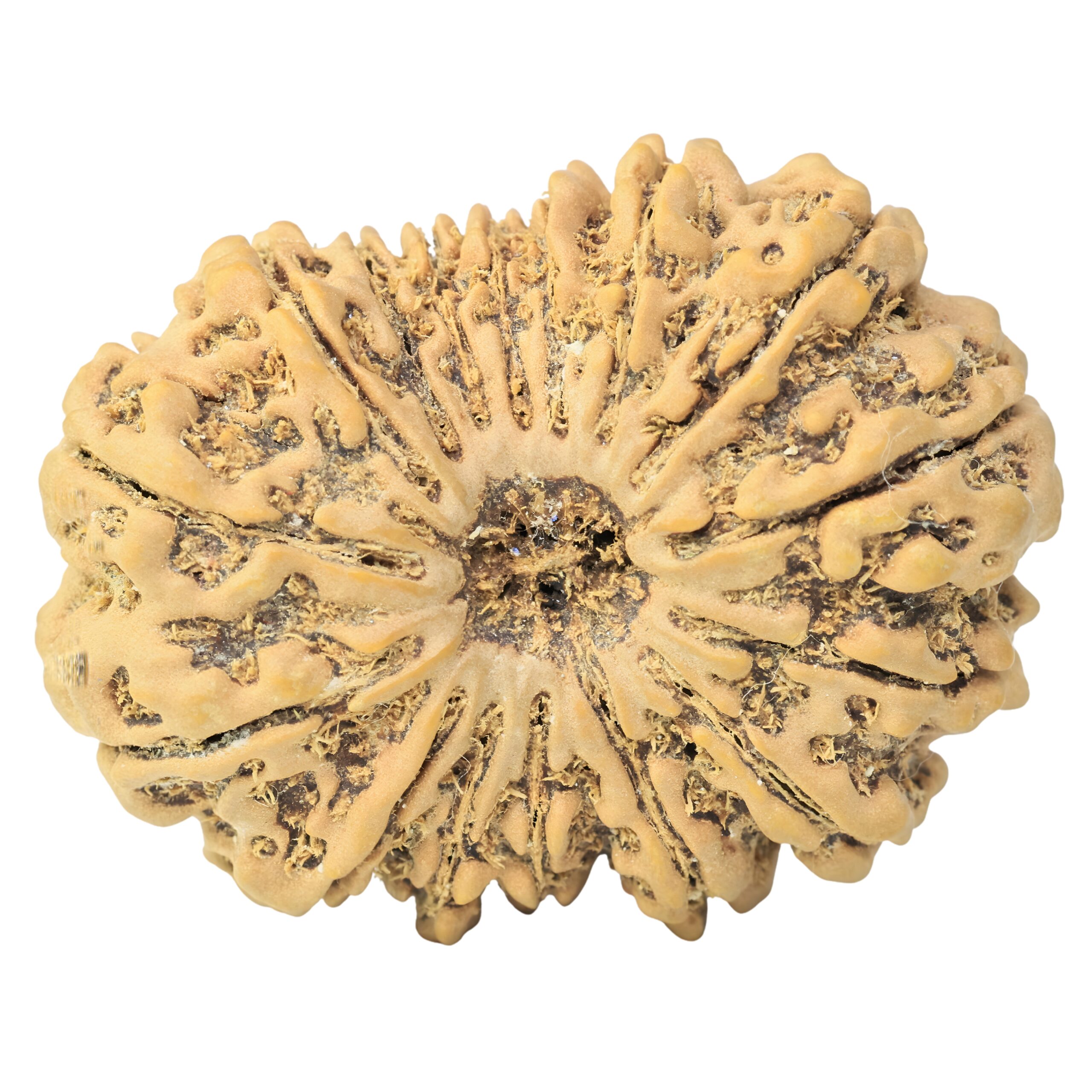 16 Mukhi Rudraksha 34.9mm 7.4gm - Rudraksha