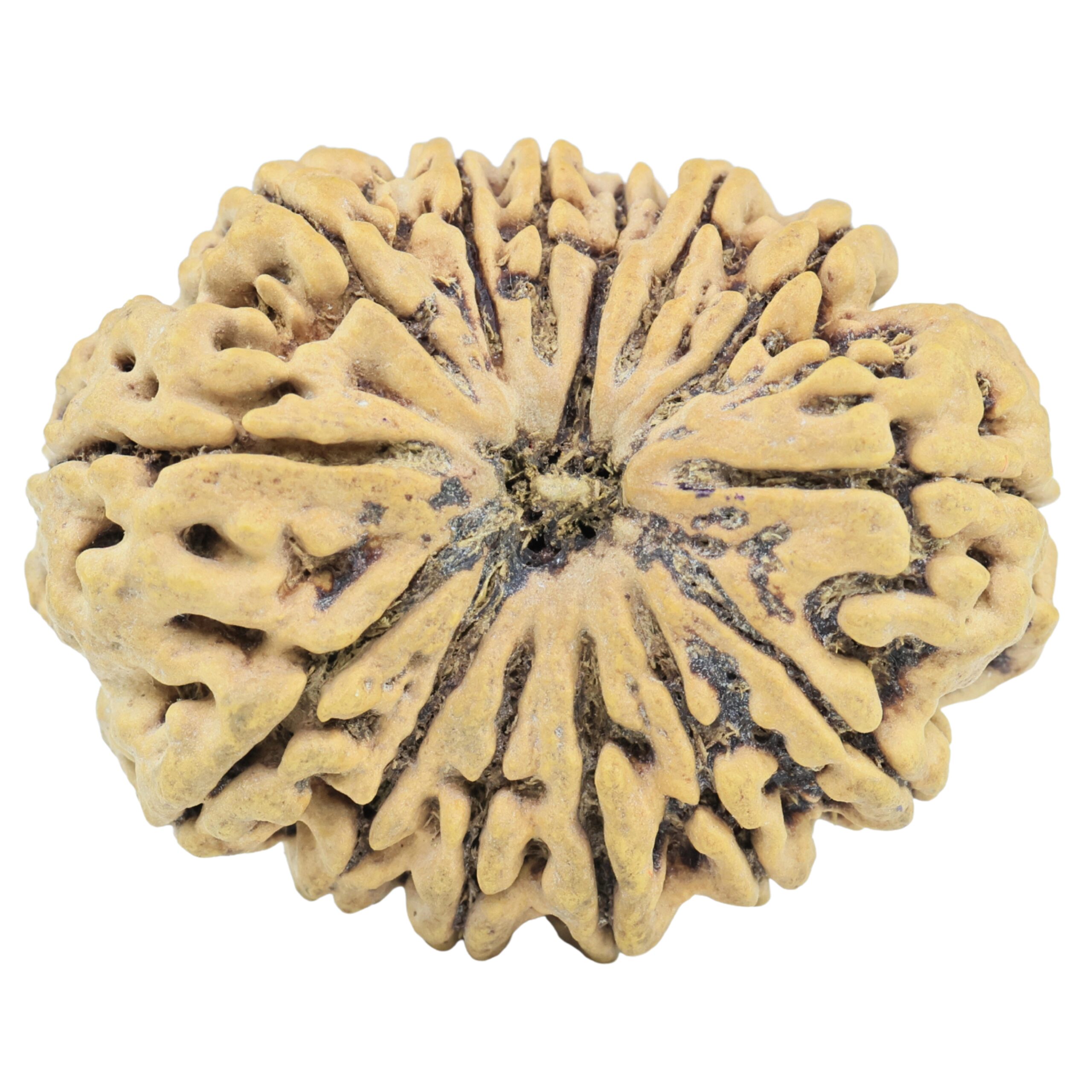 14 Mukhi Rudraksha 34mm 6.49gm - Rudraksha