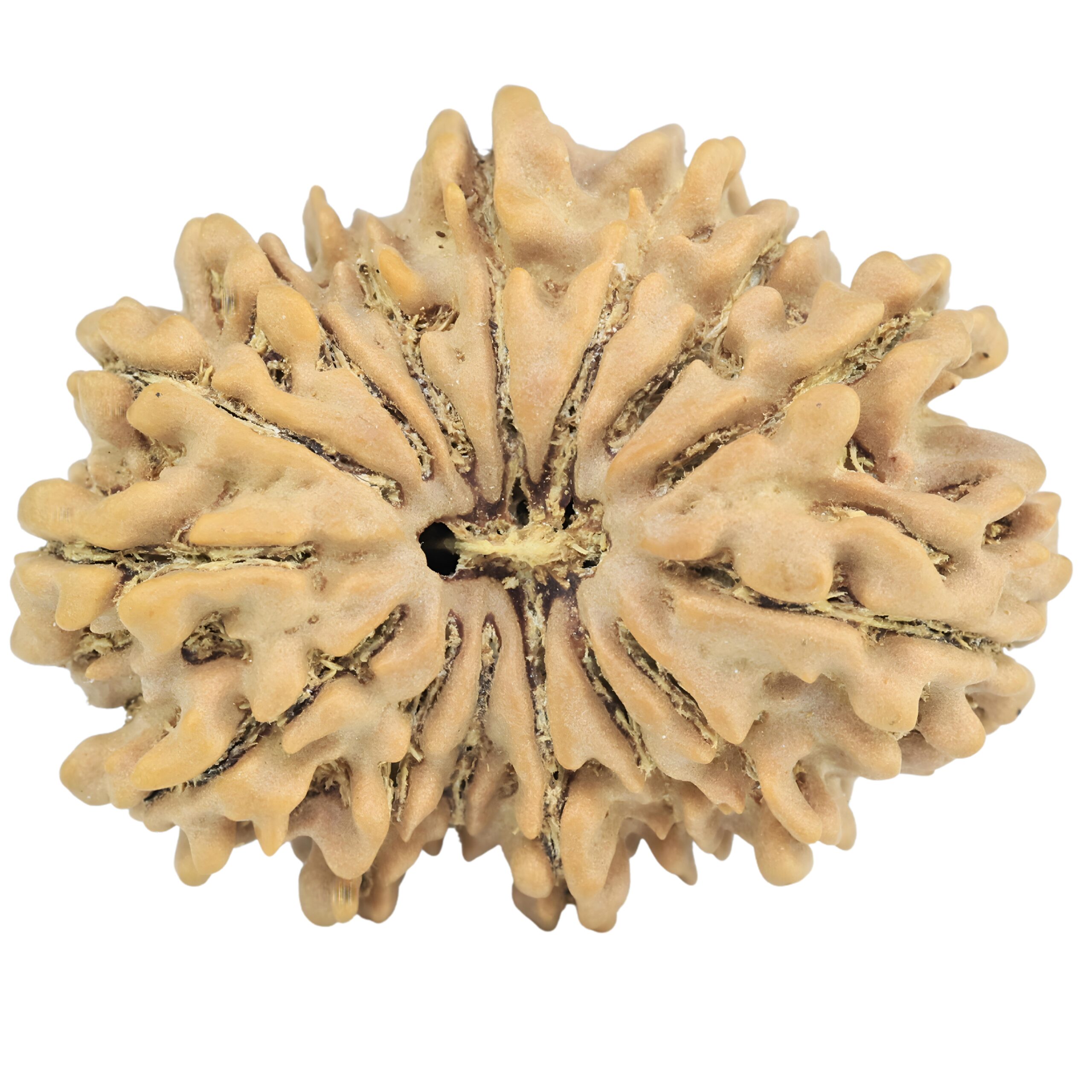 15 Mukhi Rudraksha 28.3mm 4.3gm - Rudraksha