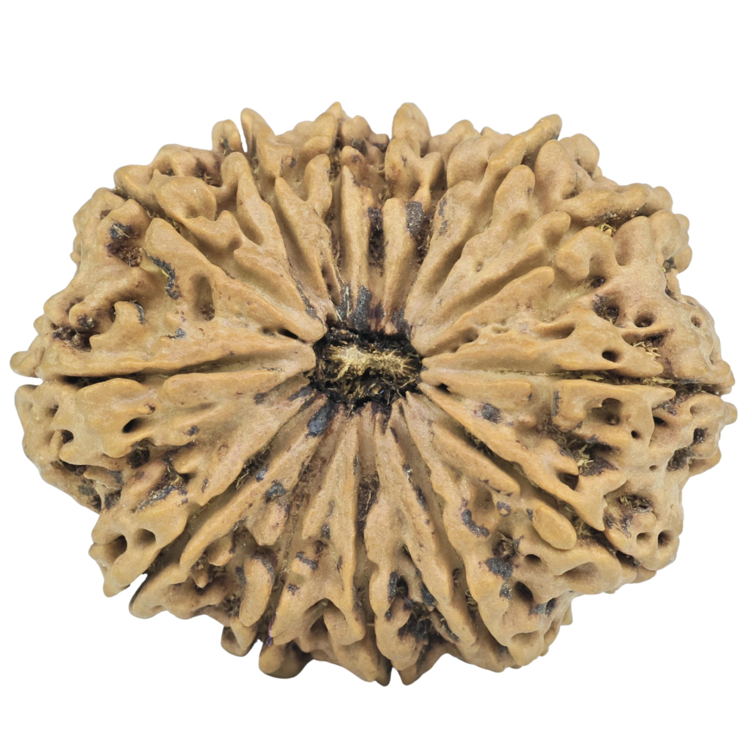 14 Mukhi Rudraksha 36.7mm 8.51gm - Rudraksha