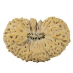 21 Mukhi Rudraksha 26.5mm 3.27gm - Rudraksha